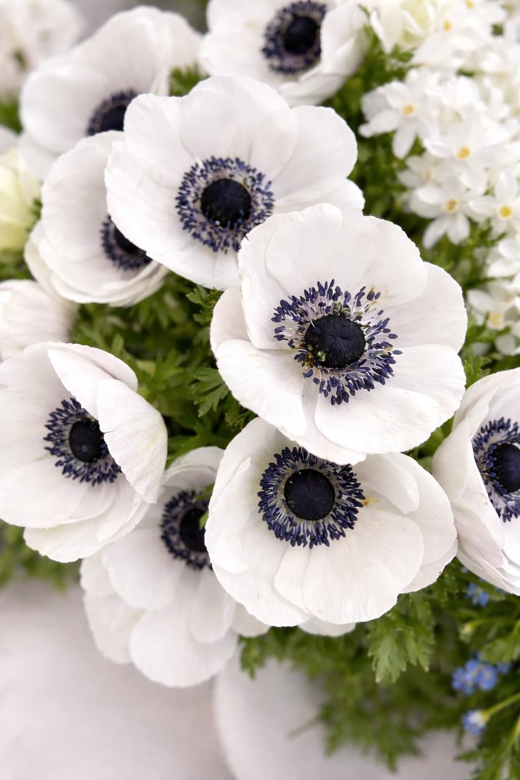 Anemone