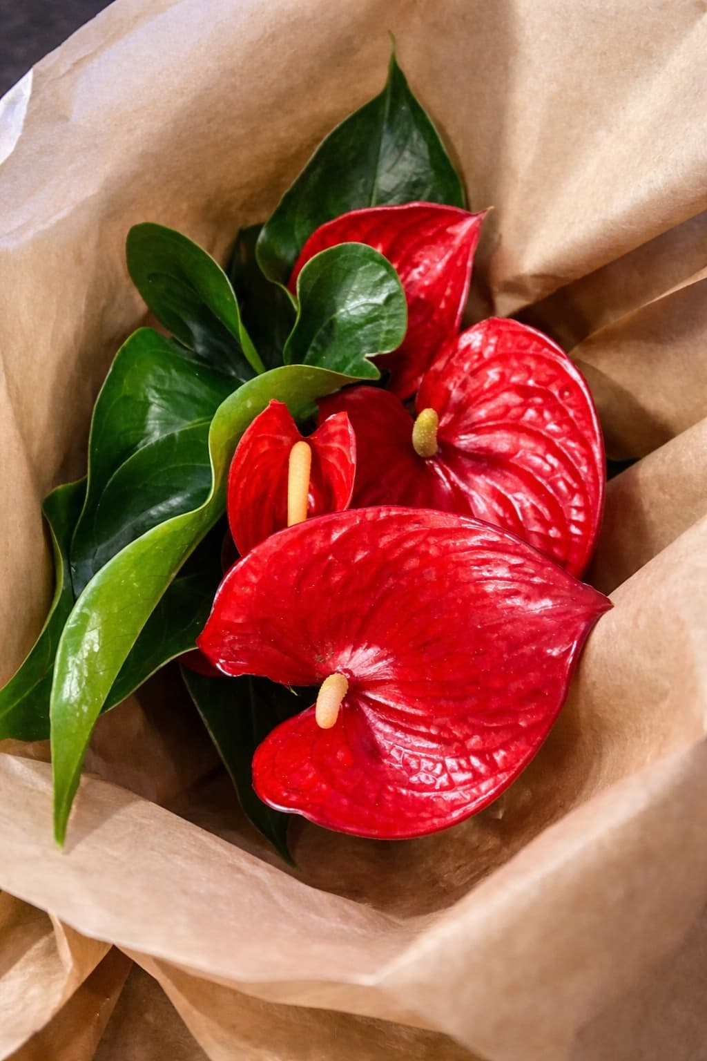 Anthurium (Red) - Image 1
