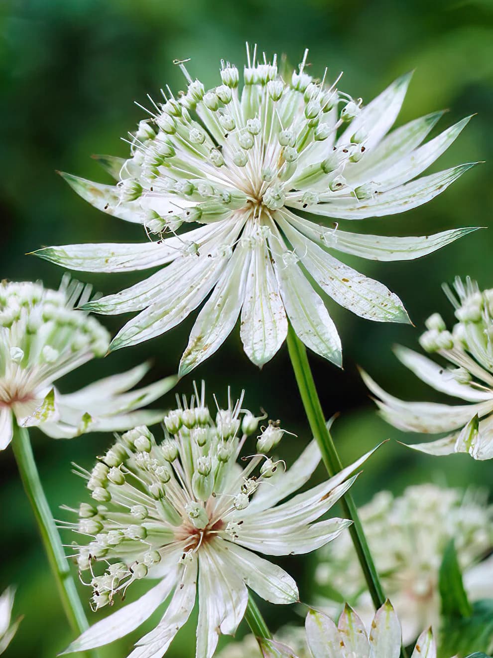 Astrantia