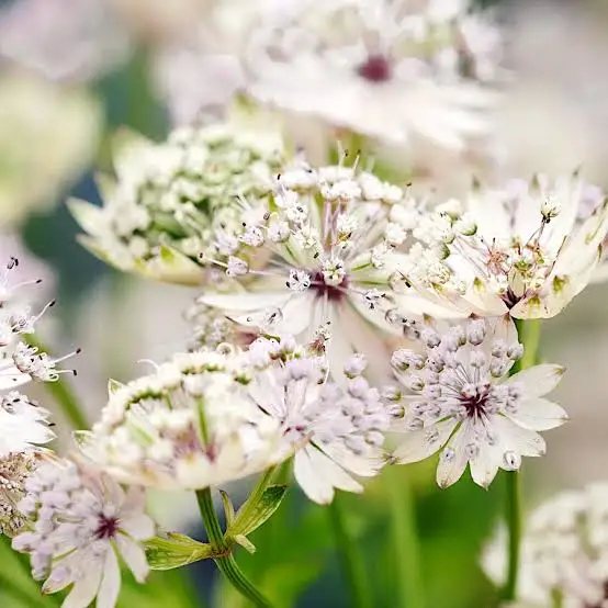 Astrantia