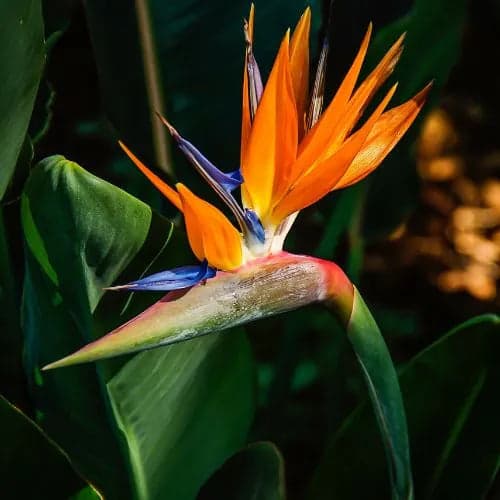 Bird of Paradise