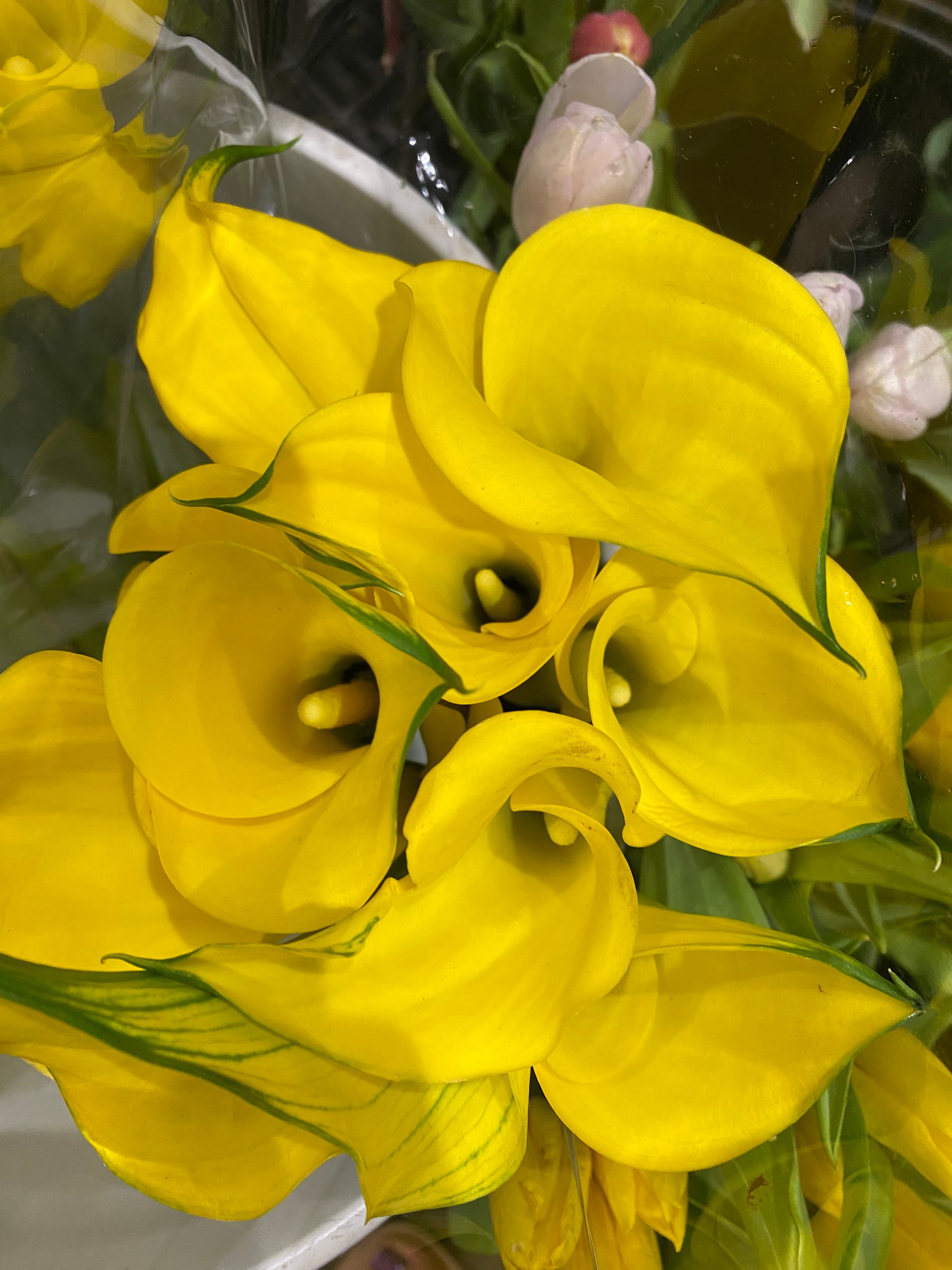 Calla Lily White, Yellow, Orange