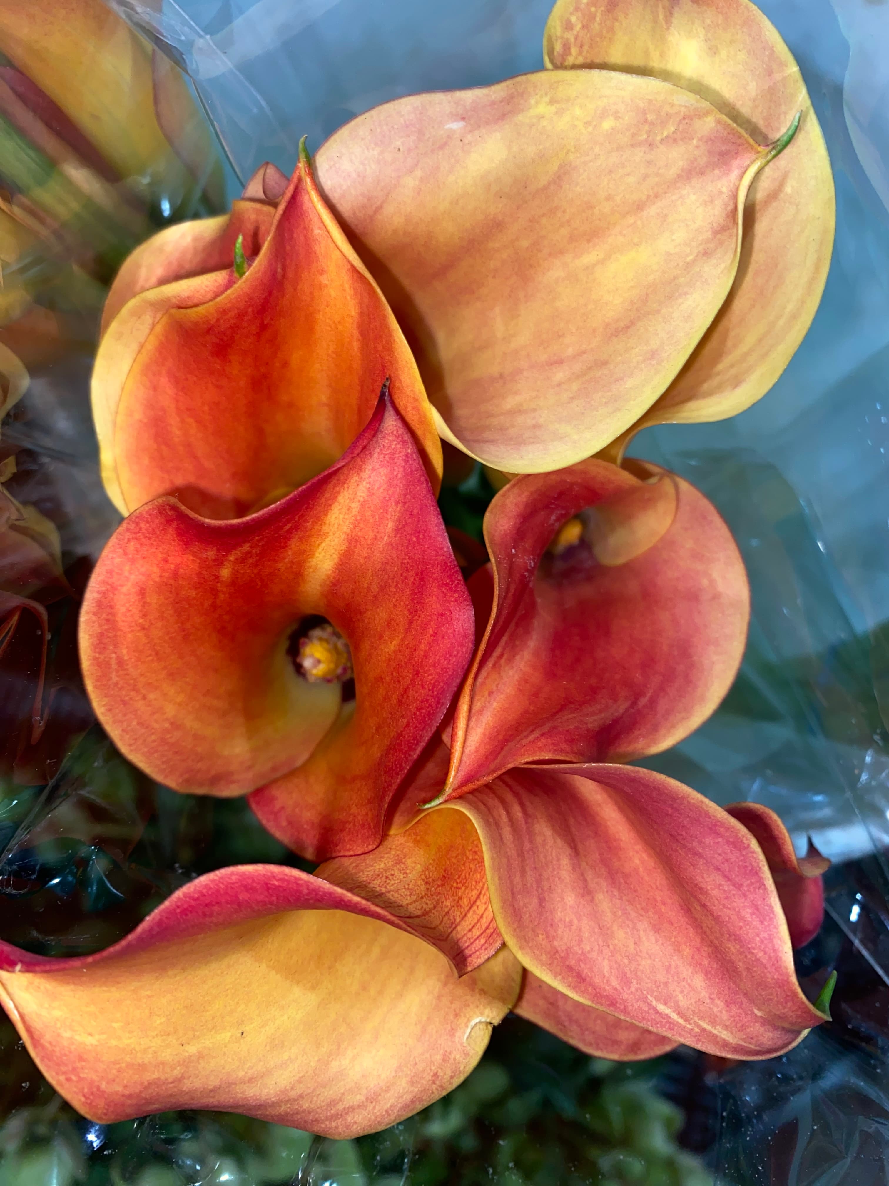 Calla Lily White, Yellow, Orange - Image 1