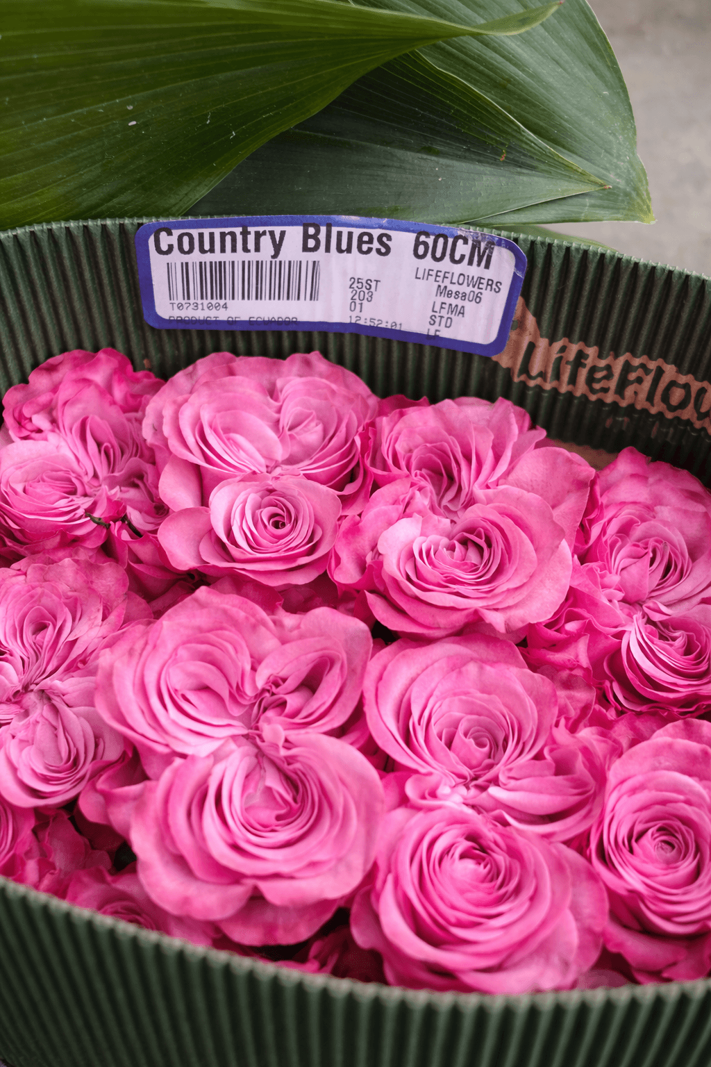 Country Blues (Phoenix rose)