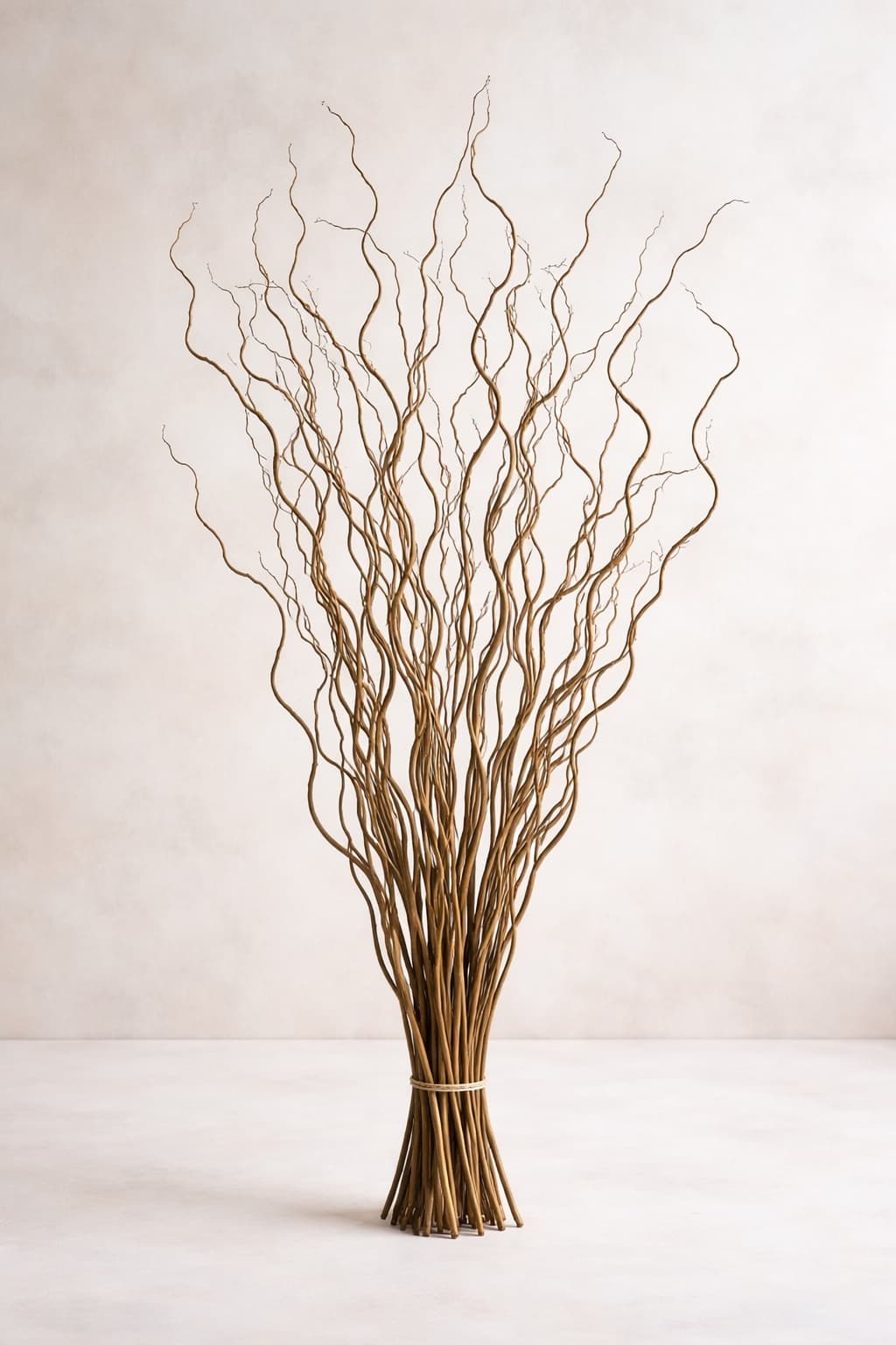 Curly Willow Medium