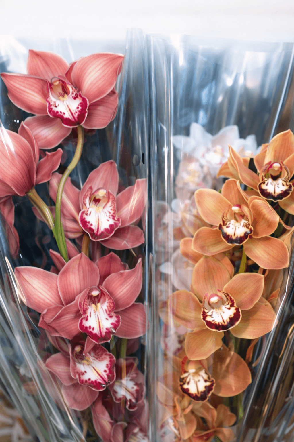 Cymbidium Regular