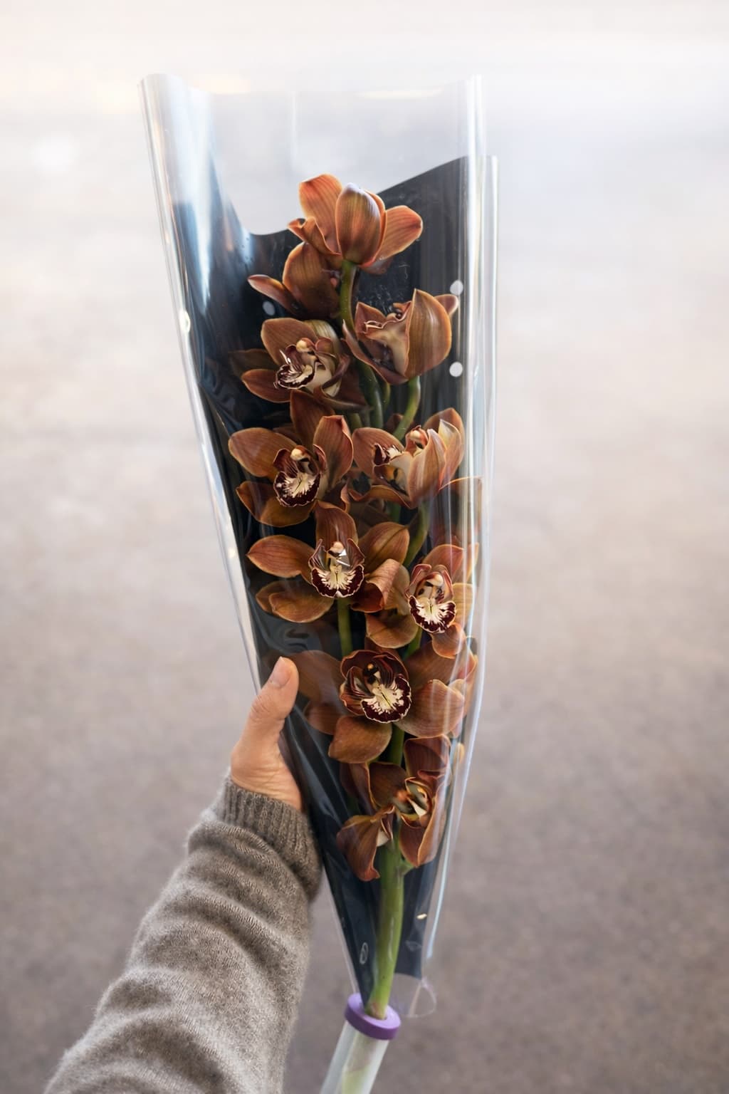 Cymbidium Regular - Image 1