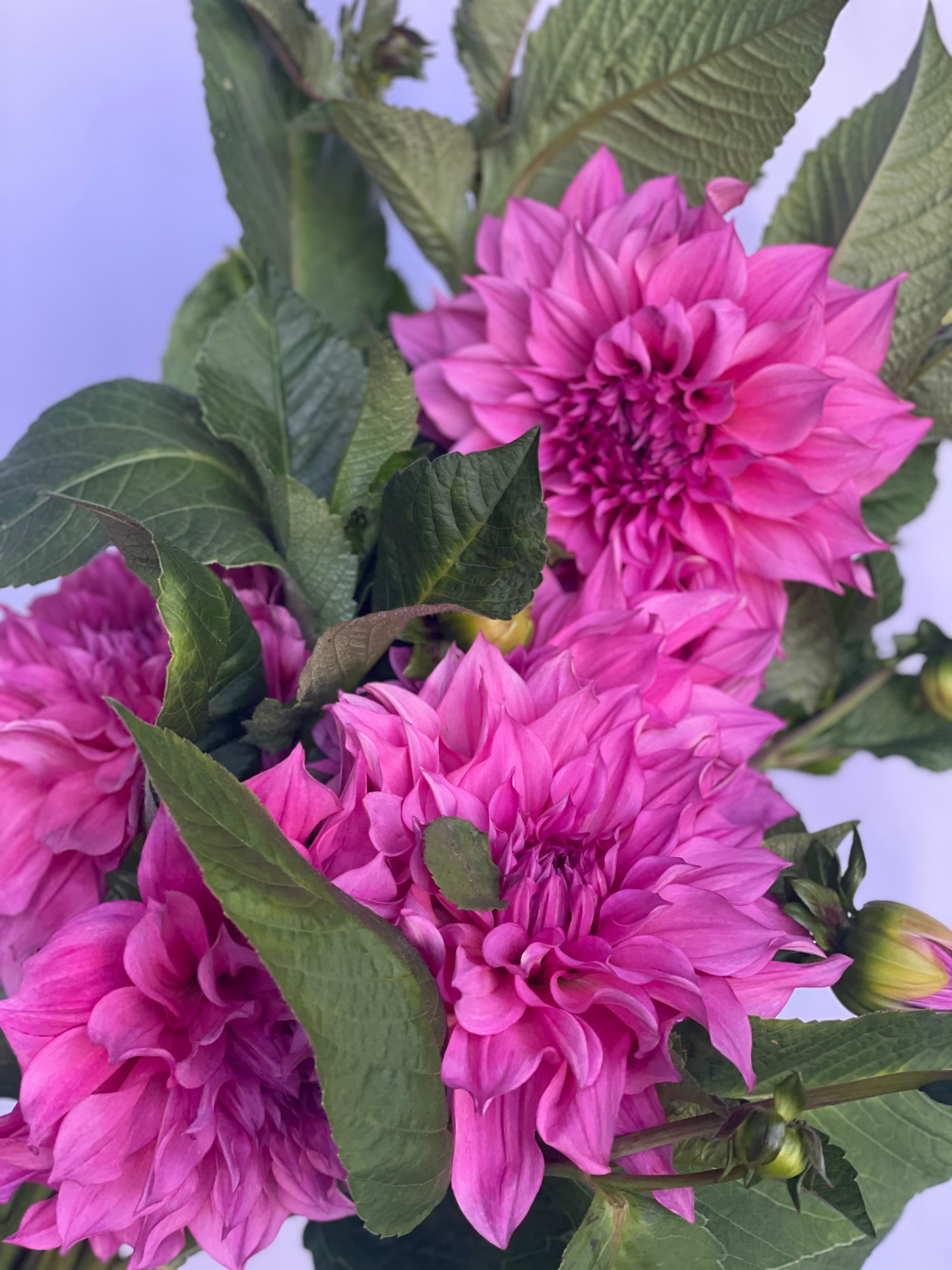 Dahlia Dinner plate - Image 1