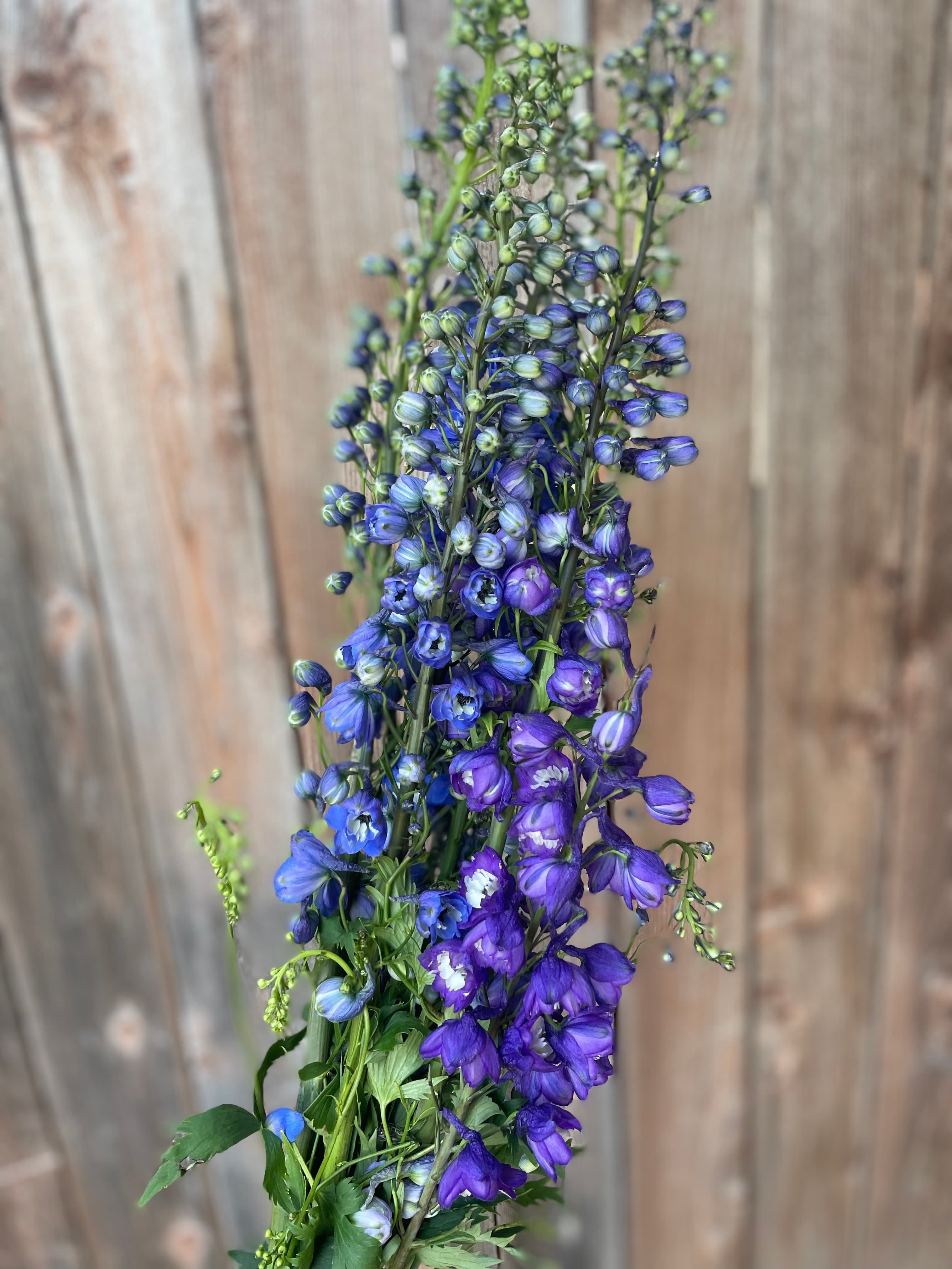 Delphinium
