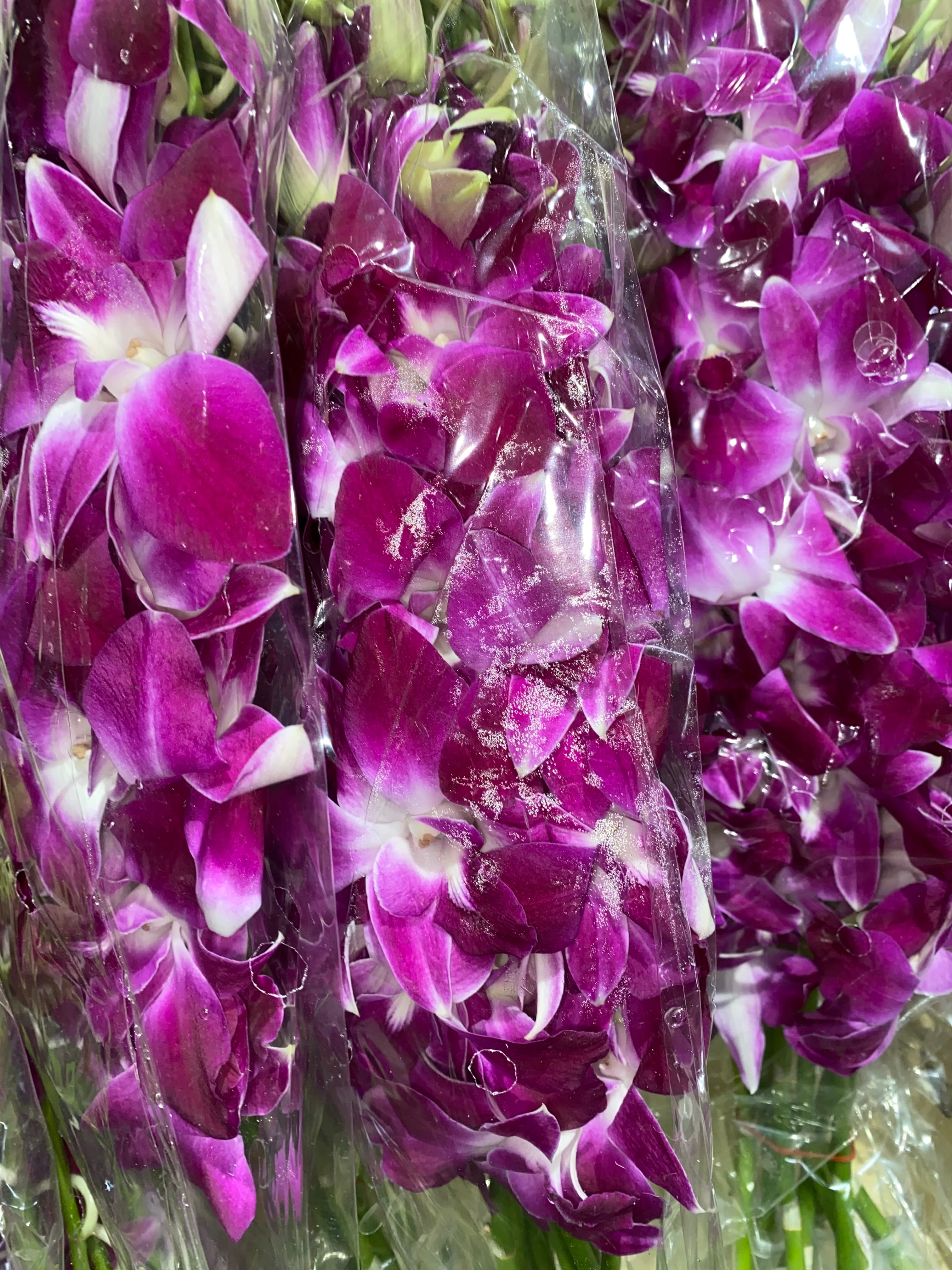 Dendrobium Purple - Image 1