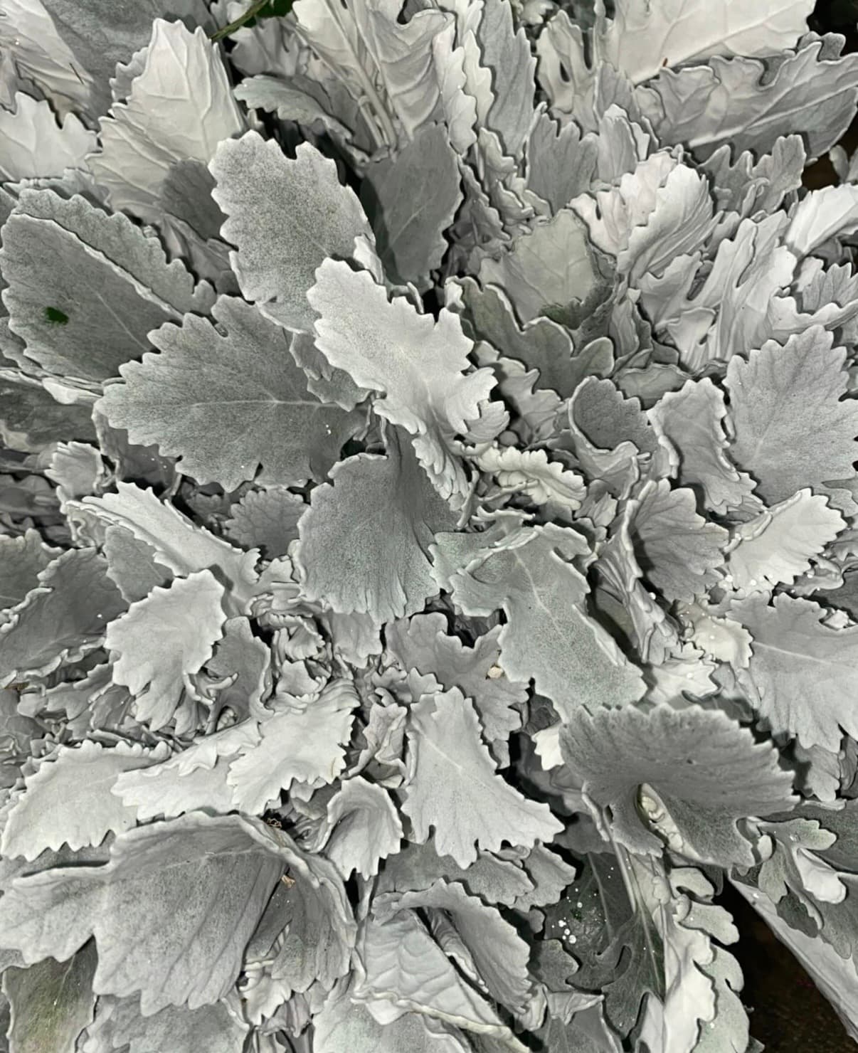 Dusty Miller - Image 1