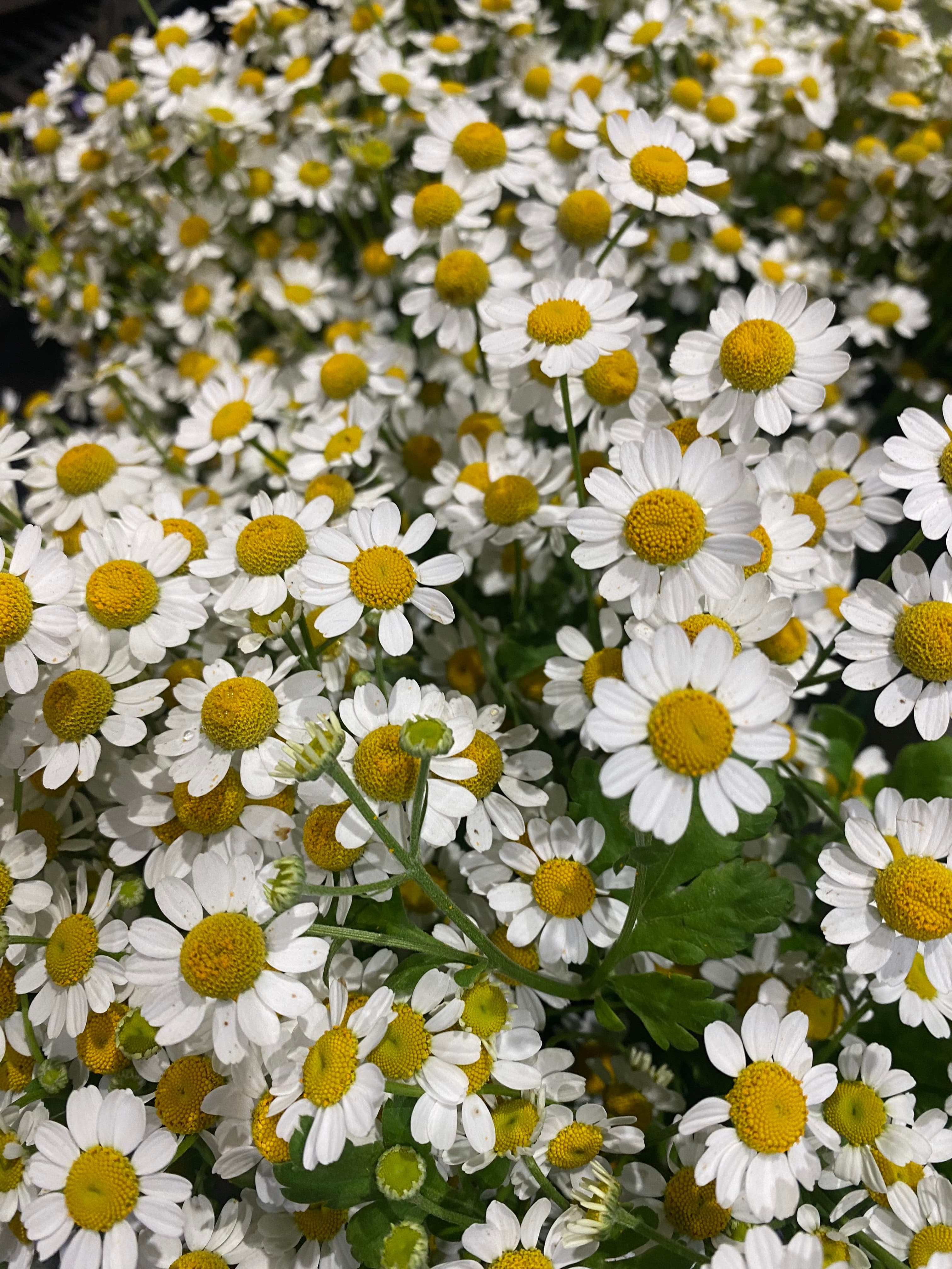 Fever Few Daisy - Image 1