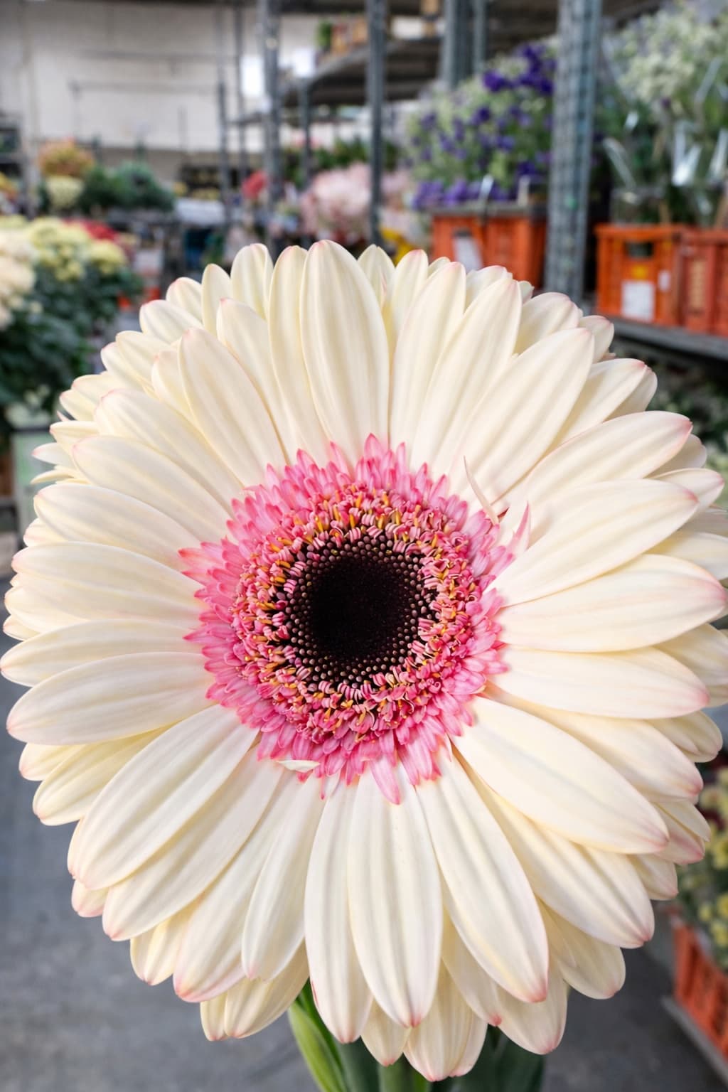 Gerbera