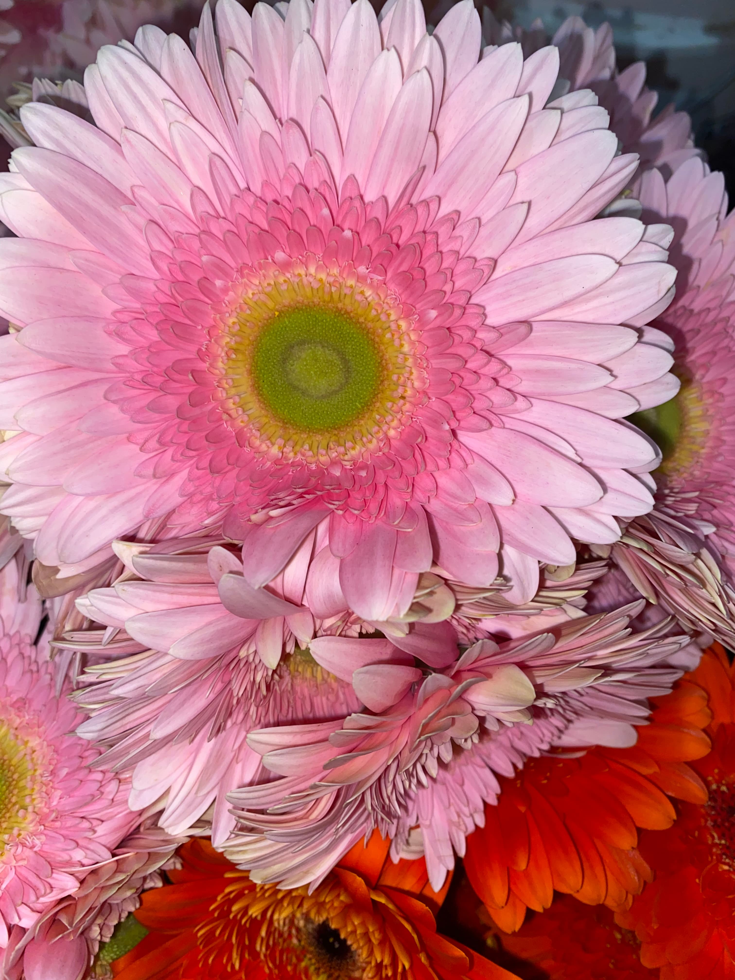Gerbera