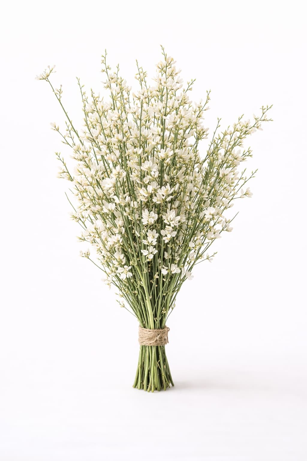 Ginestra White - Image 1