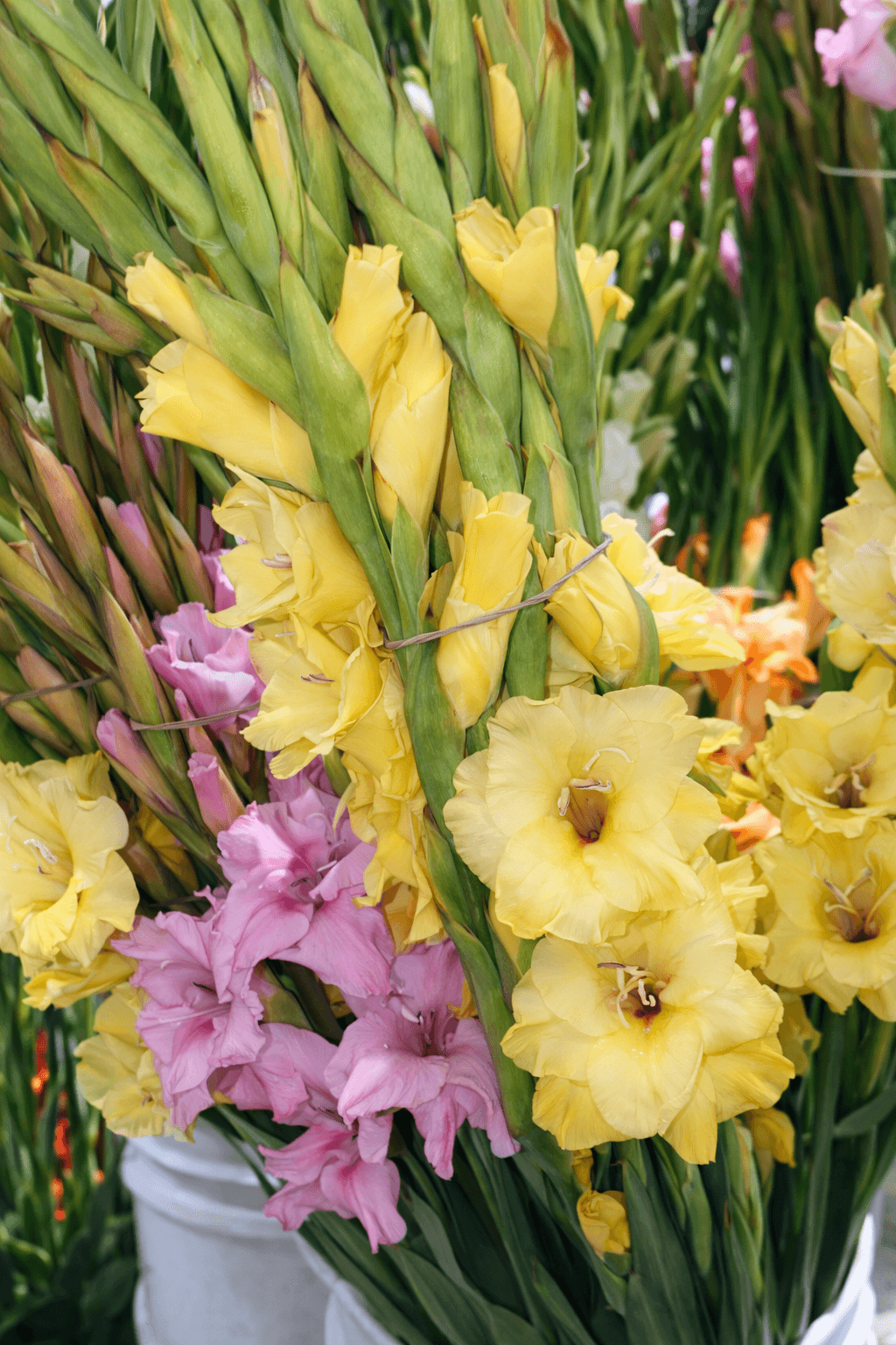 Gladiolas