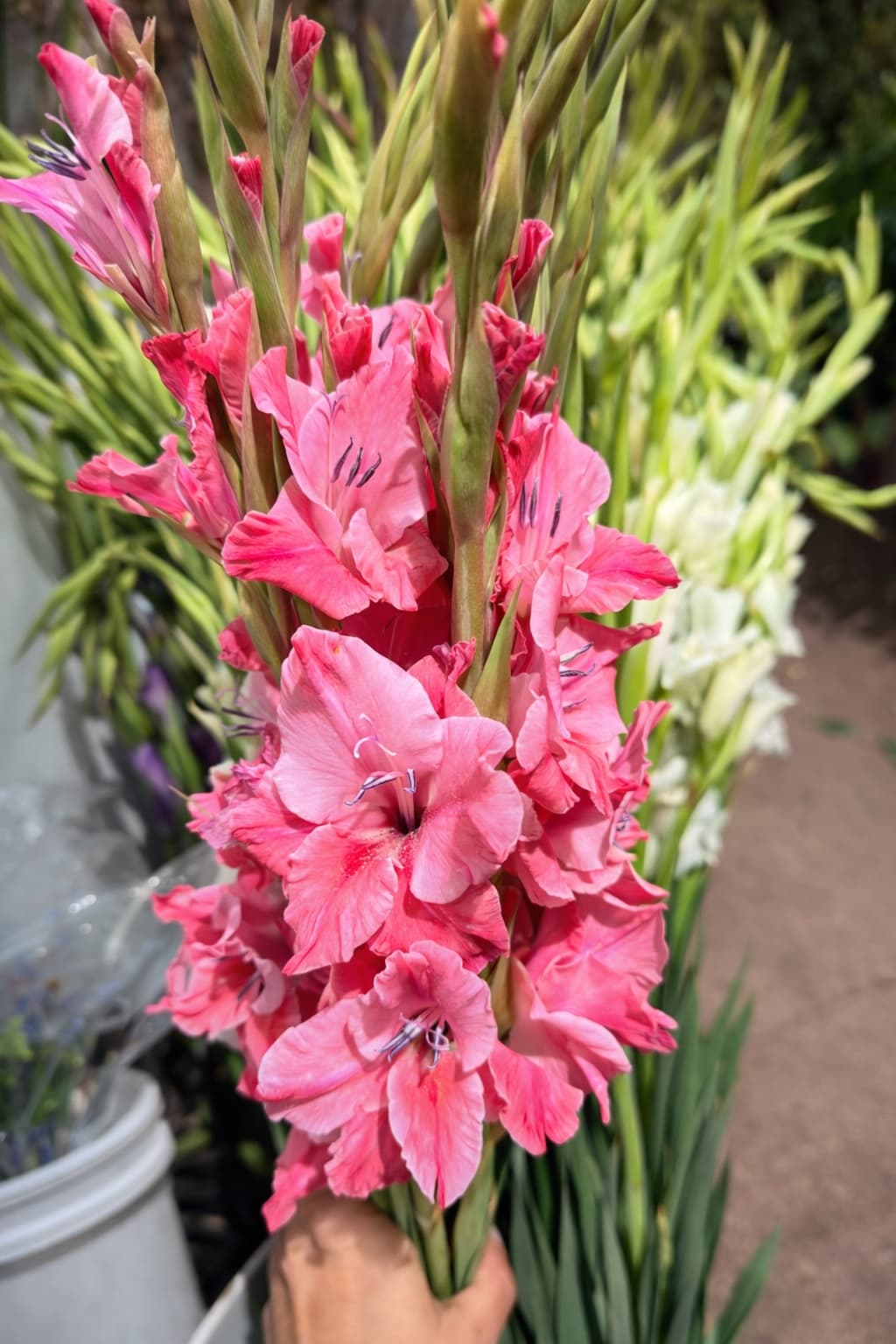 Gladiolas