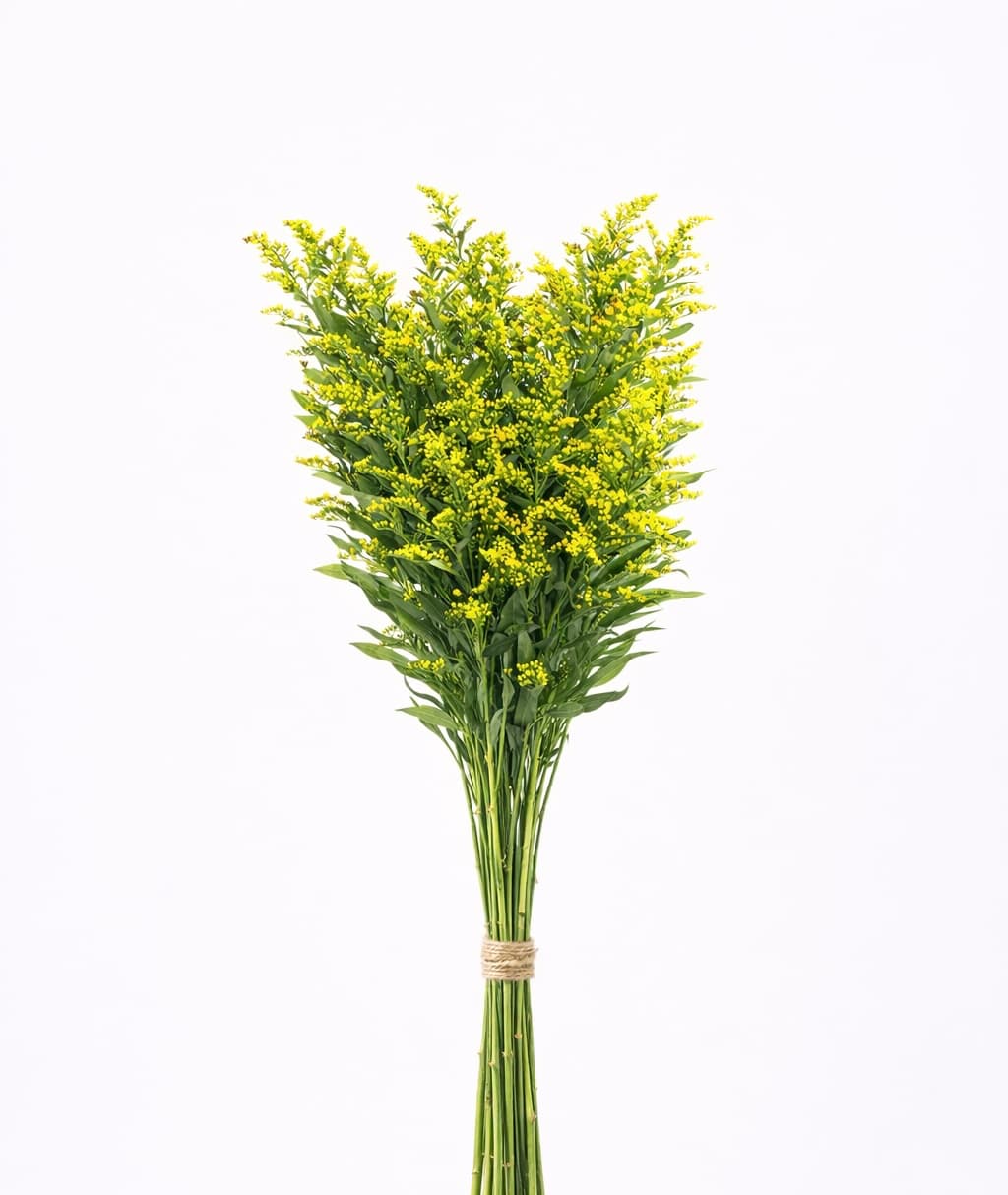 Golden Glory - Image 1