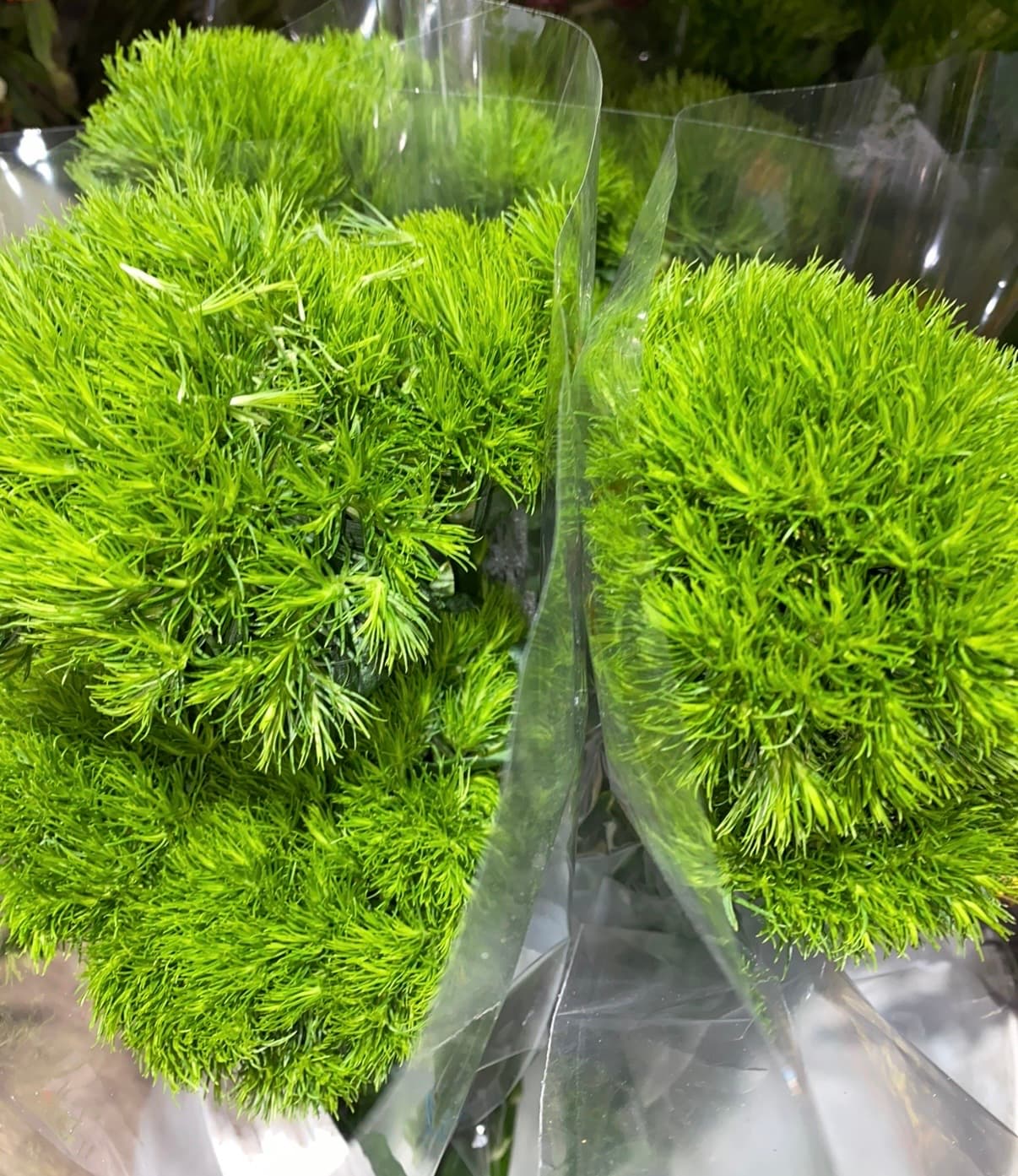 Green Ball Dianthus - Image 1