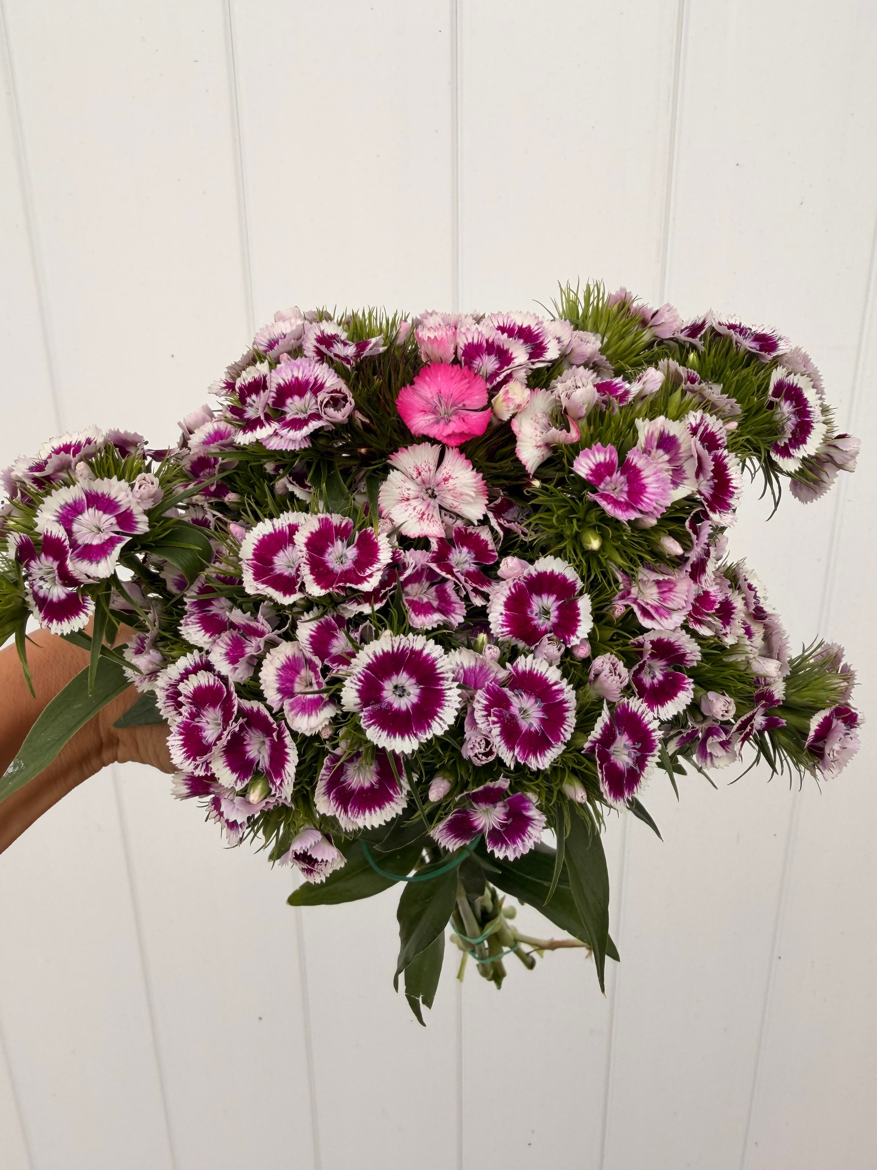 Gypsy Dianthus