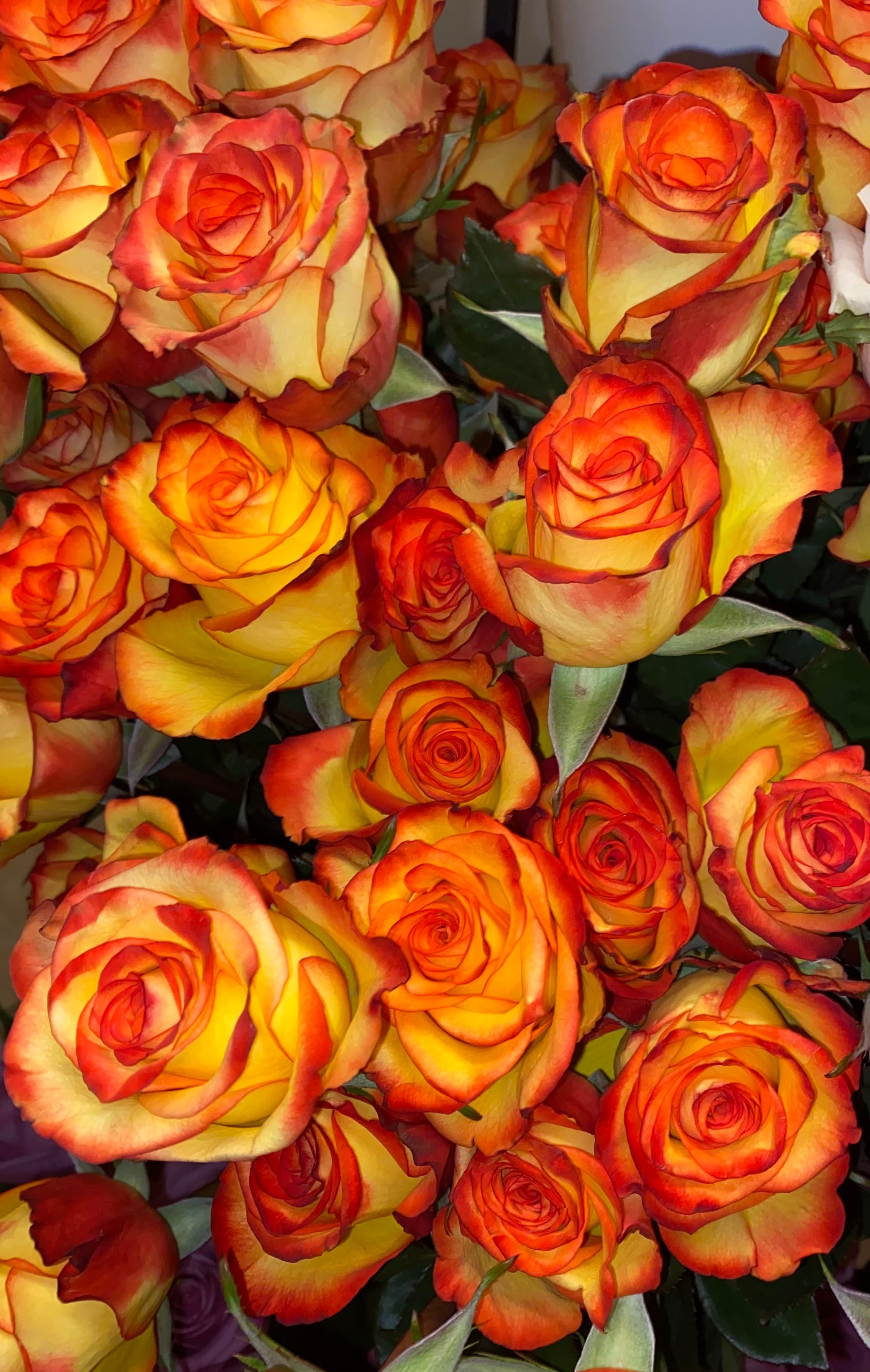 High Magic (bi Color)