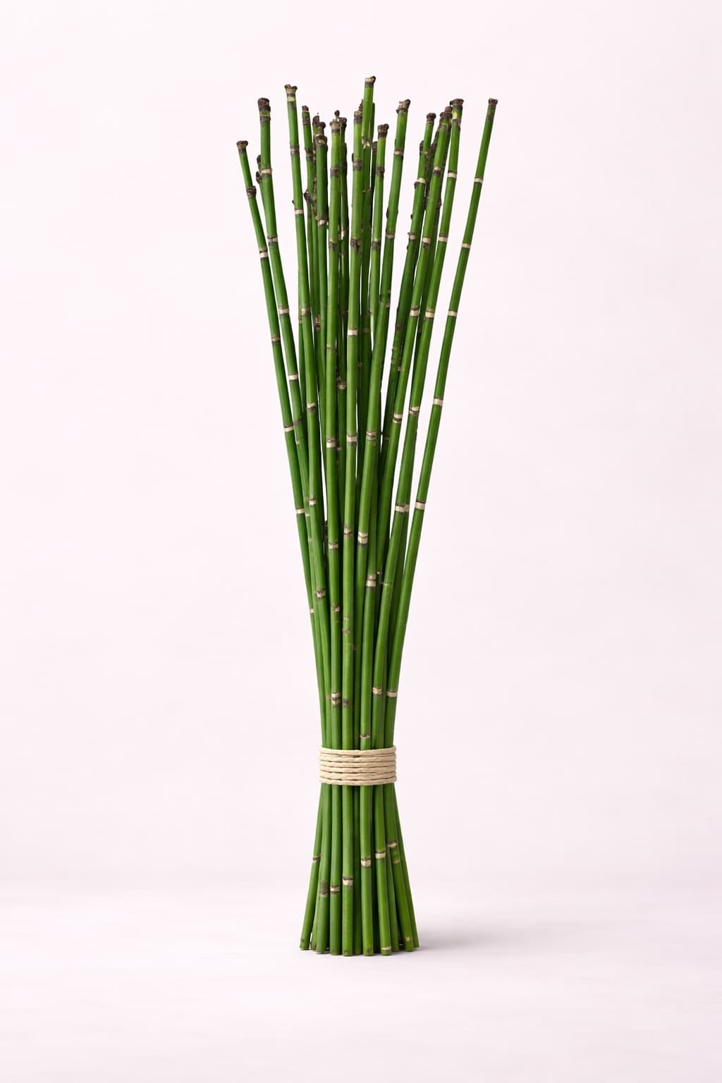 Horsetail - Image 1