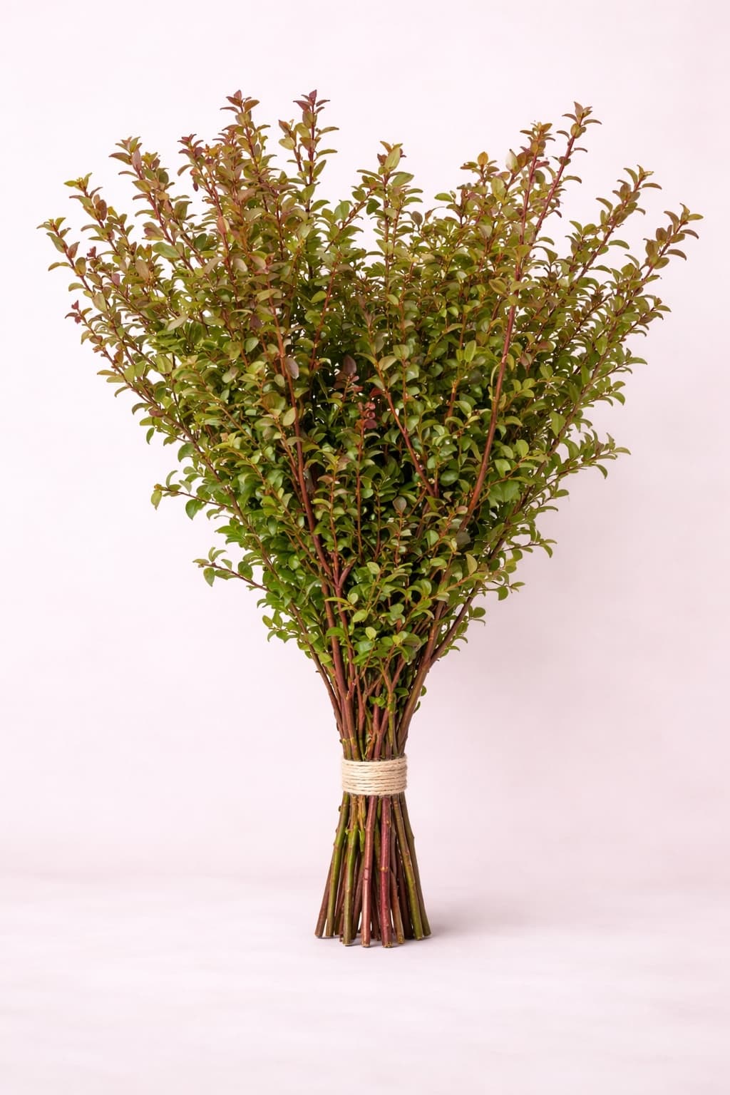 Huckleberry Green/Red - Image 1