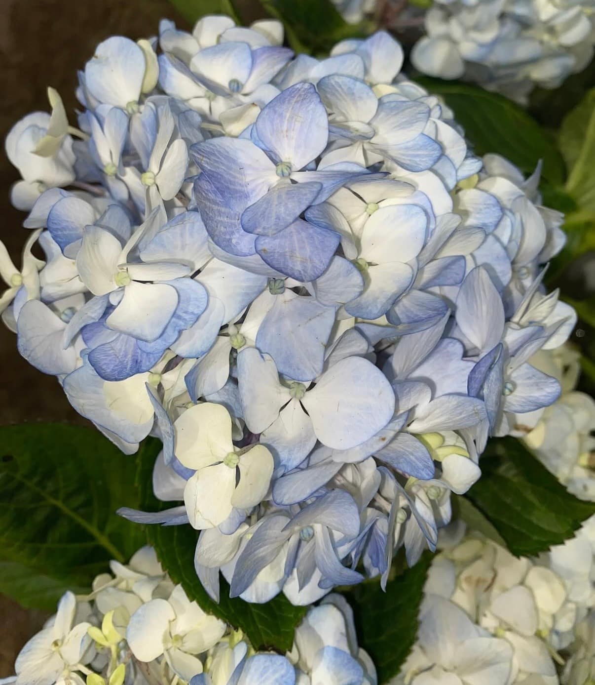 Hydrangea blue & white