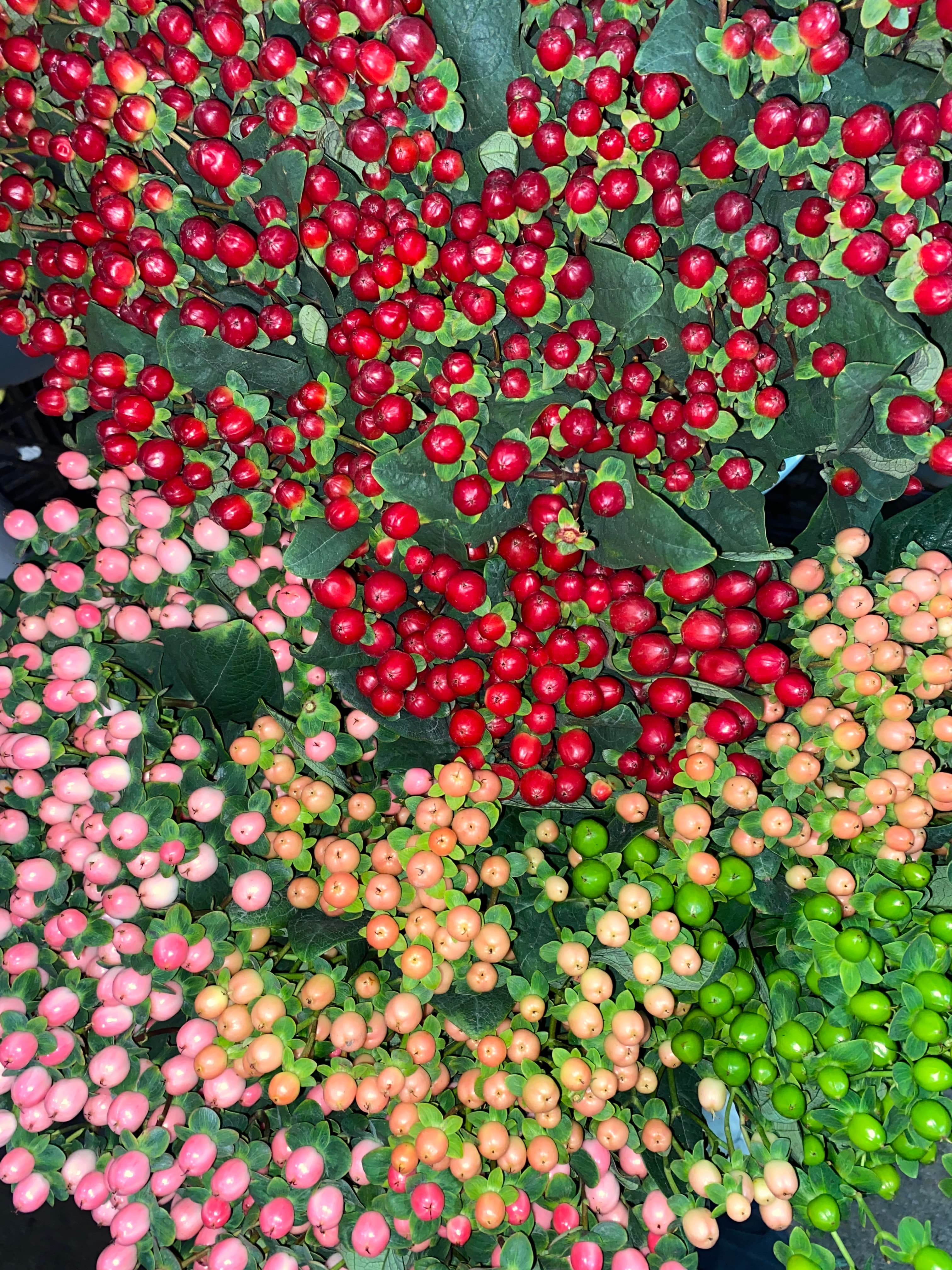 Hypericum seasonal - Image 1