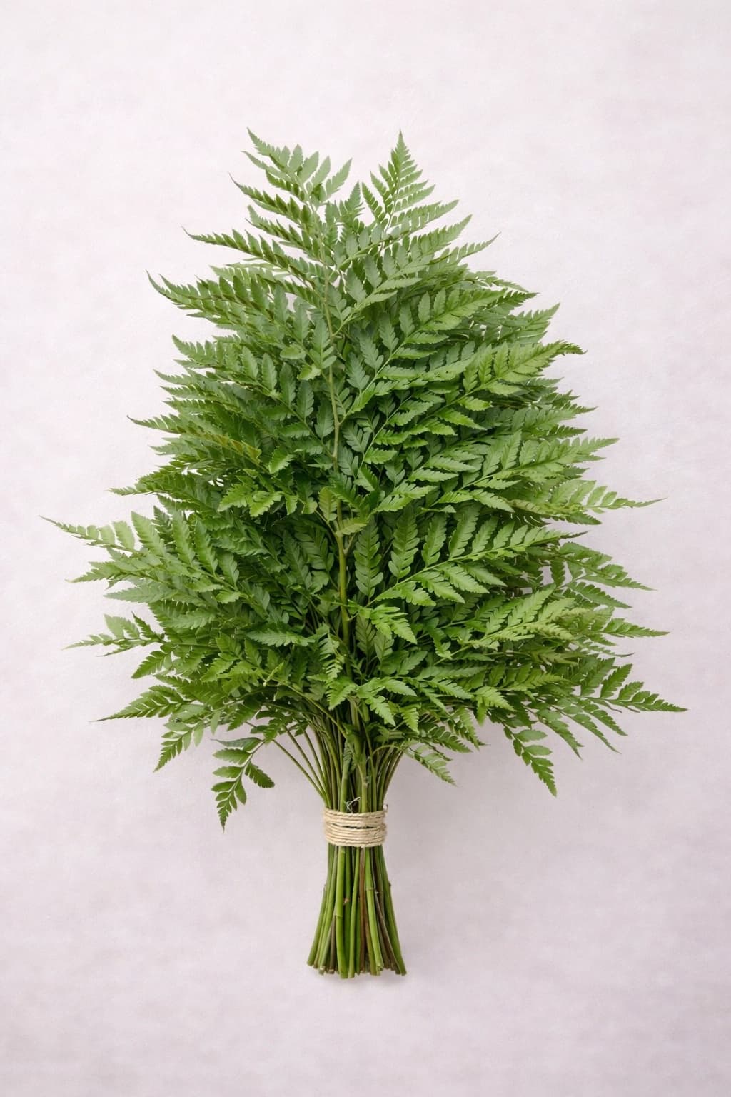 Leather Fern - Image 1