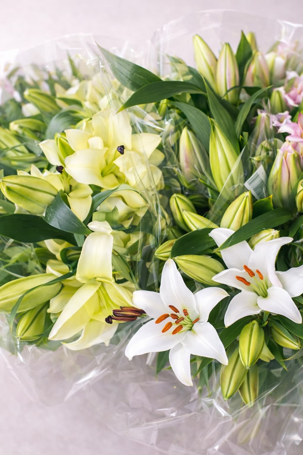 Lilies Oriental - Image 1