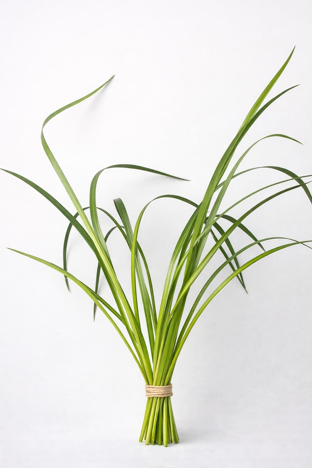 Lily Grass - Image 1