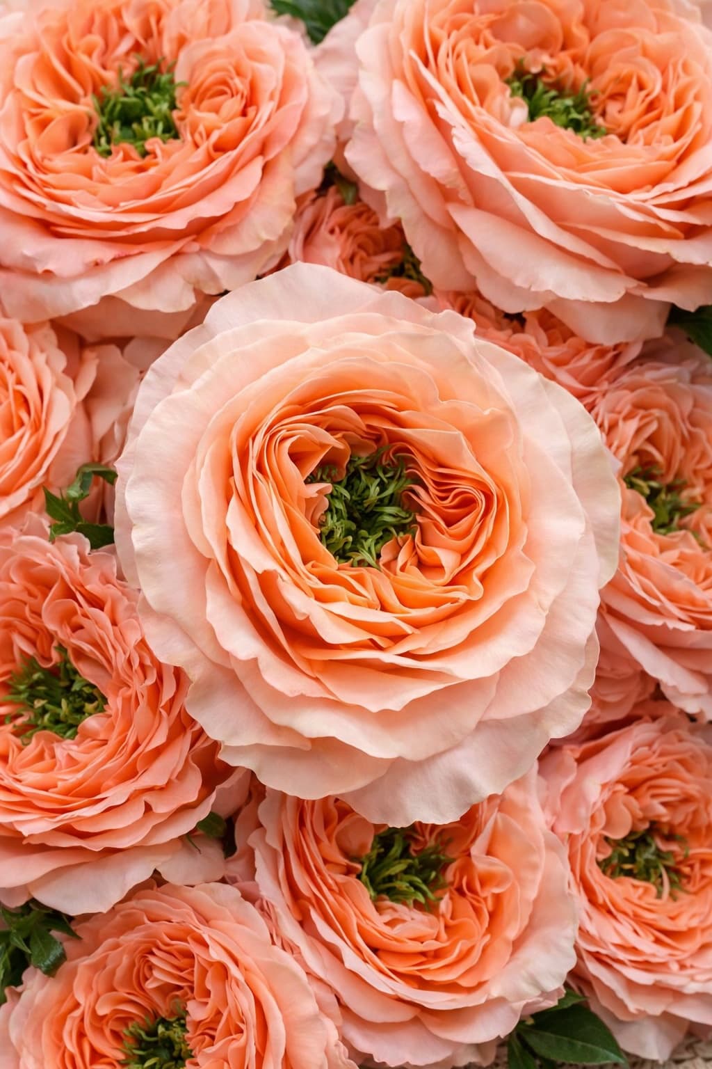 Mandarin Xpression - Image 1