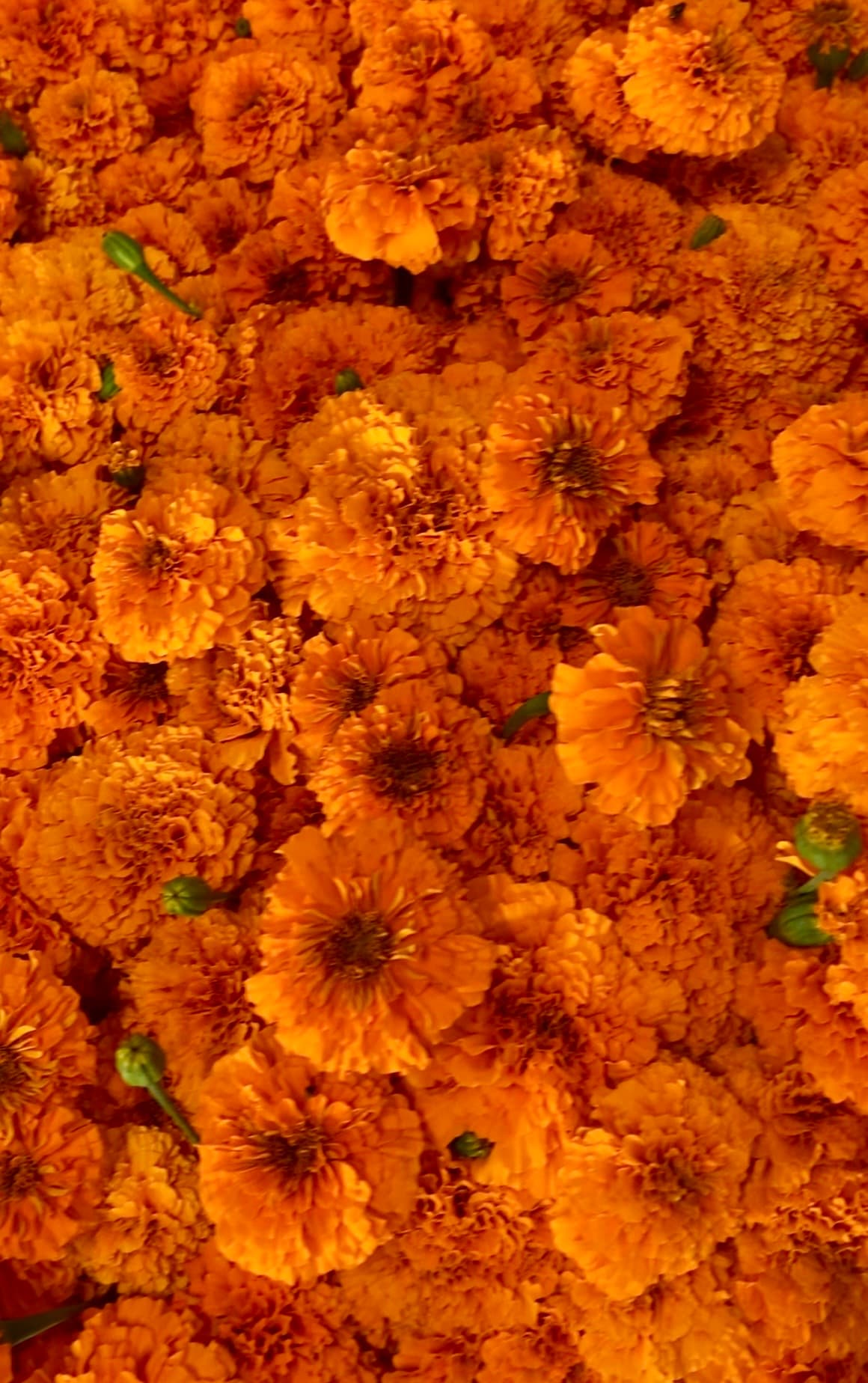 Marigold Orange - Image 1