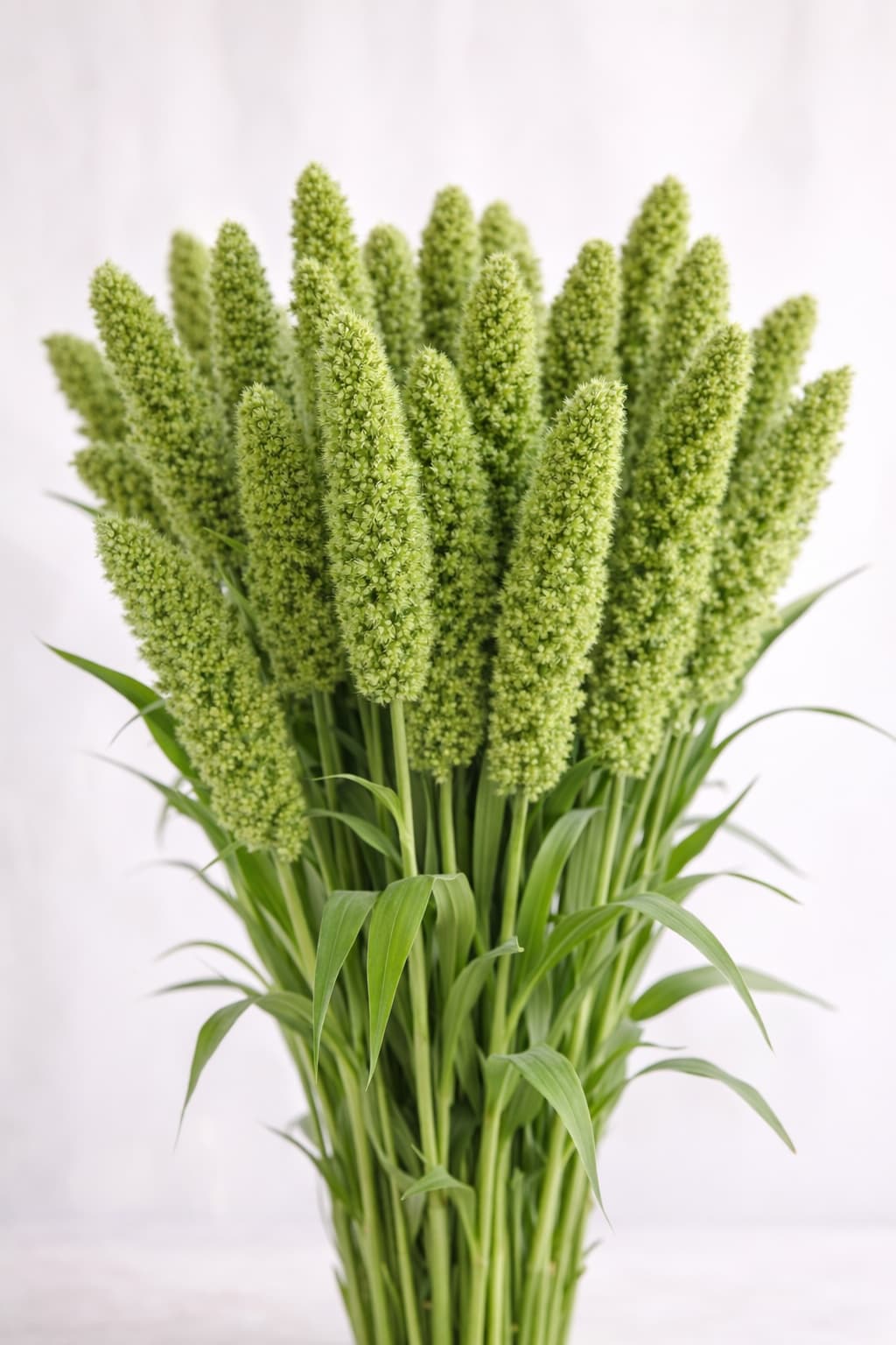 Millet Green - Image 1
