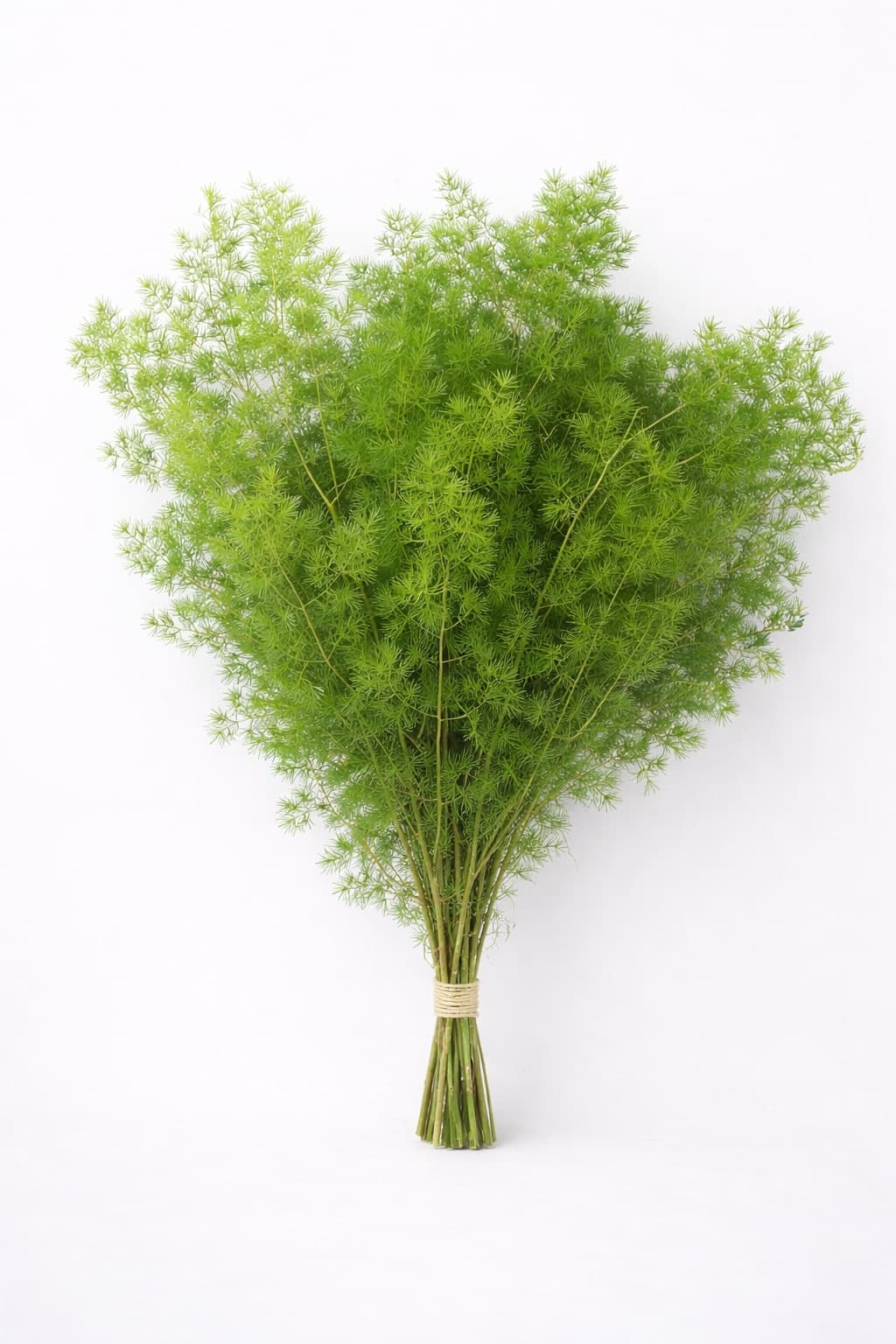 Ming Fern Beautiful - Image 1