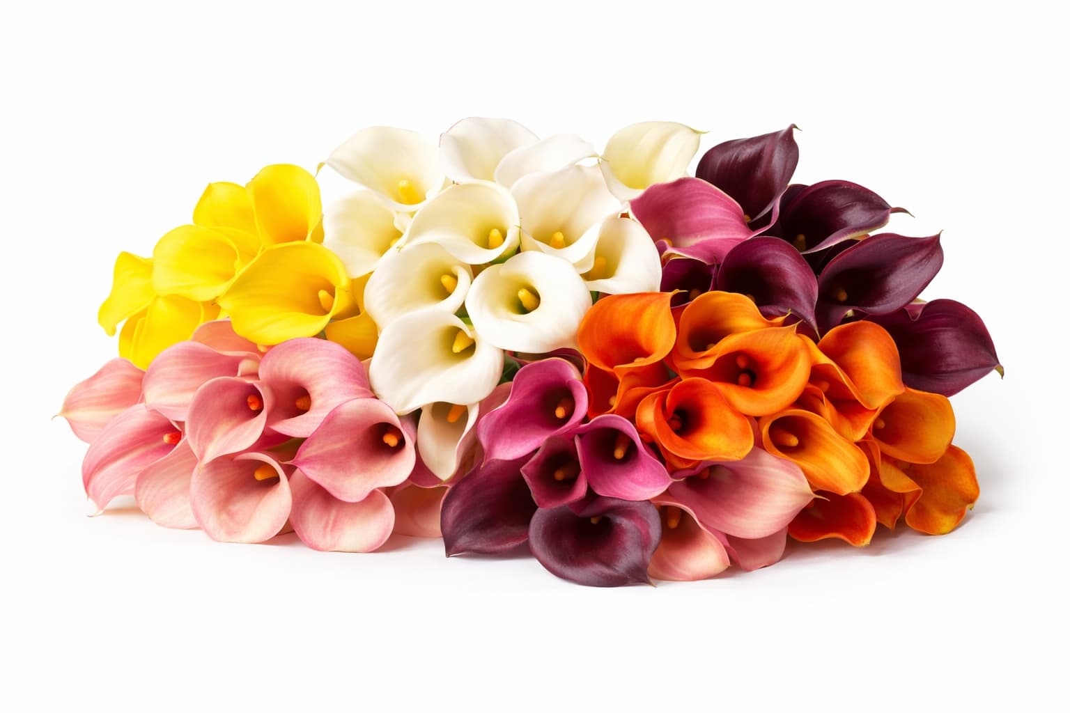 MiniCalla Lily - Image 1