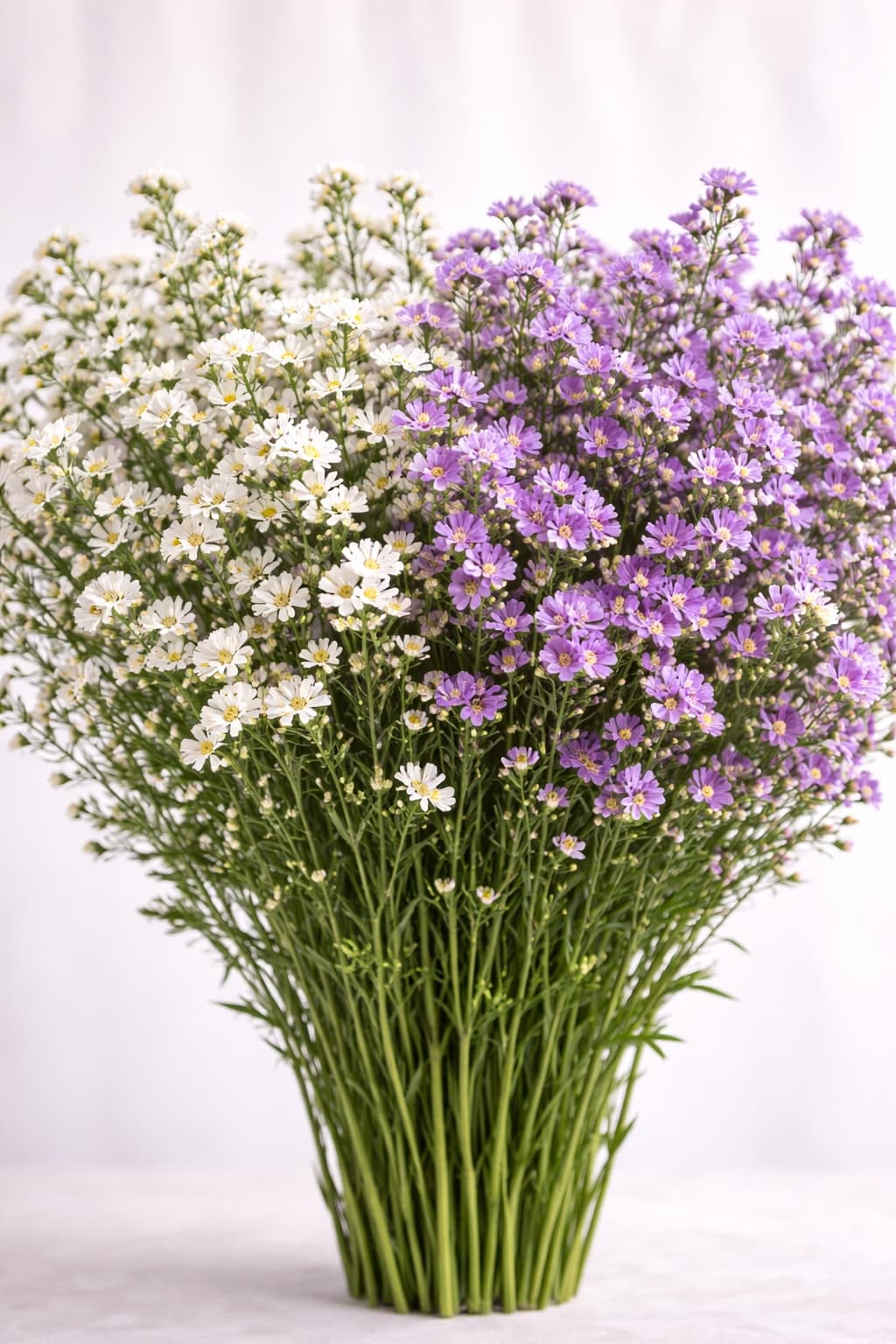 Monte Casino Purple/White - Image 1