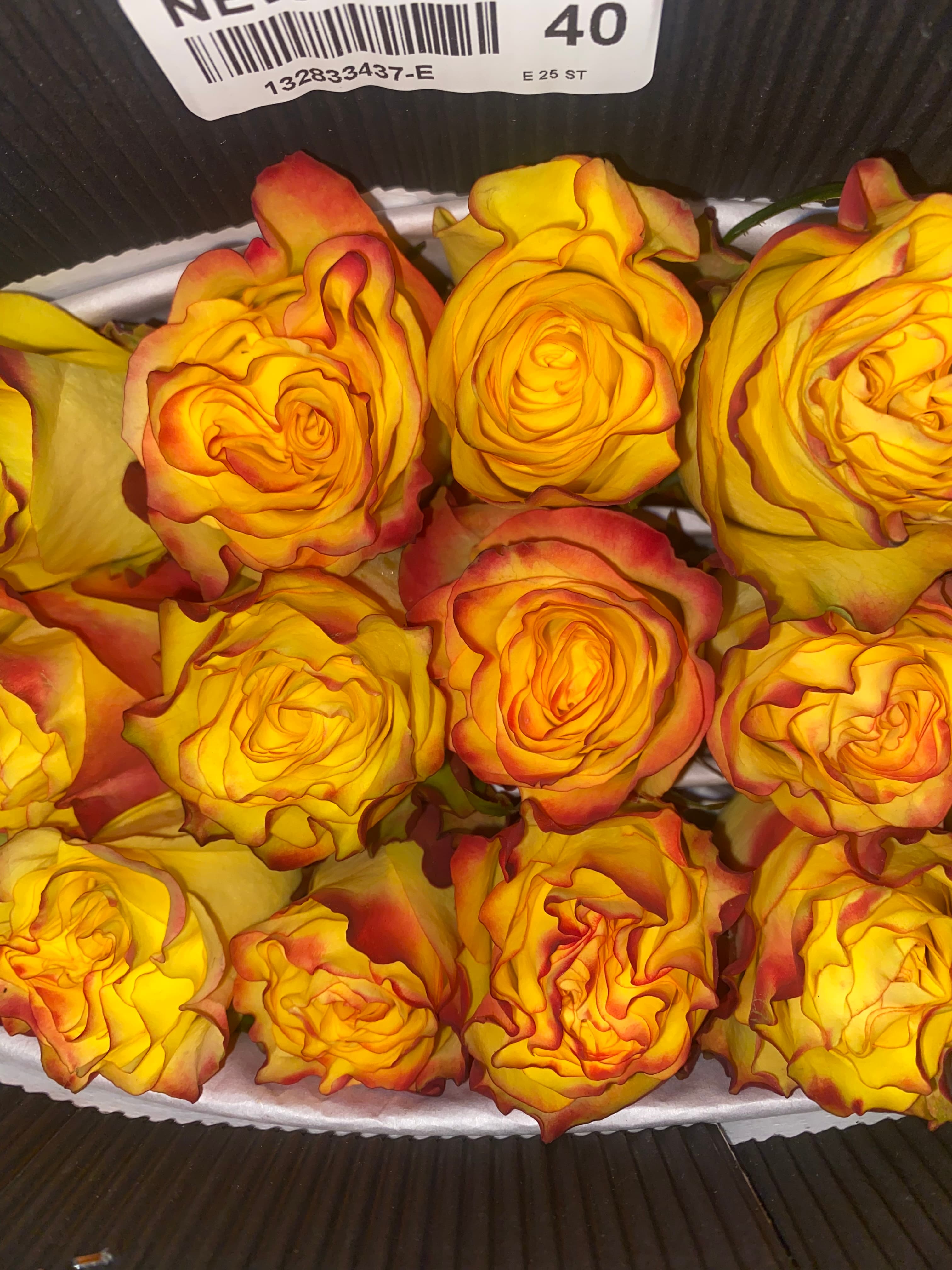 New Flash (bi color)