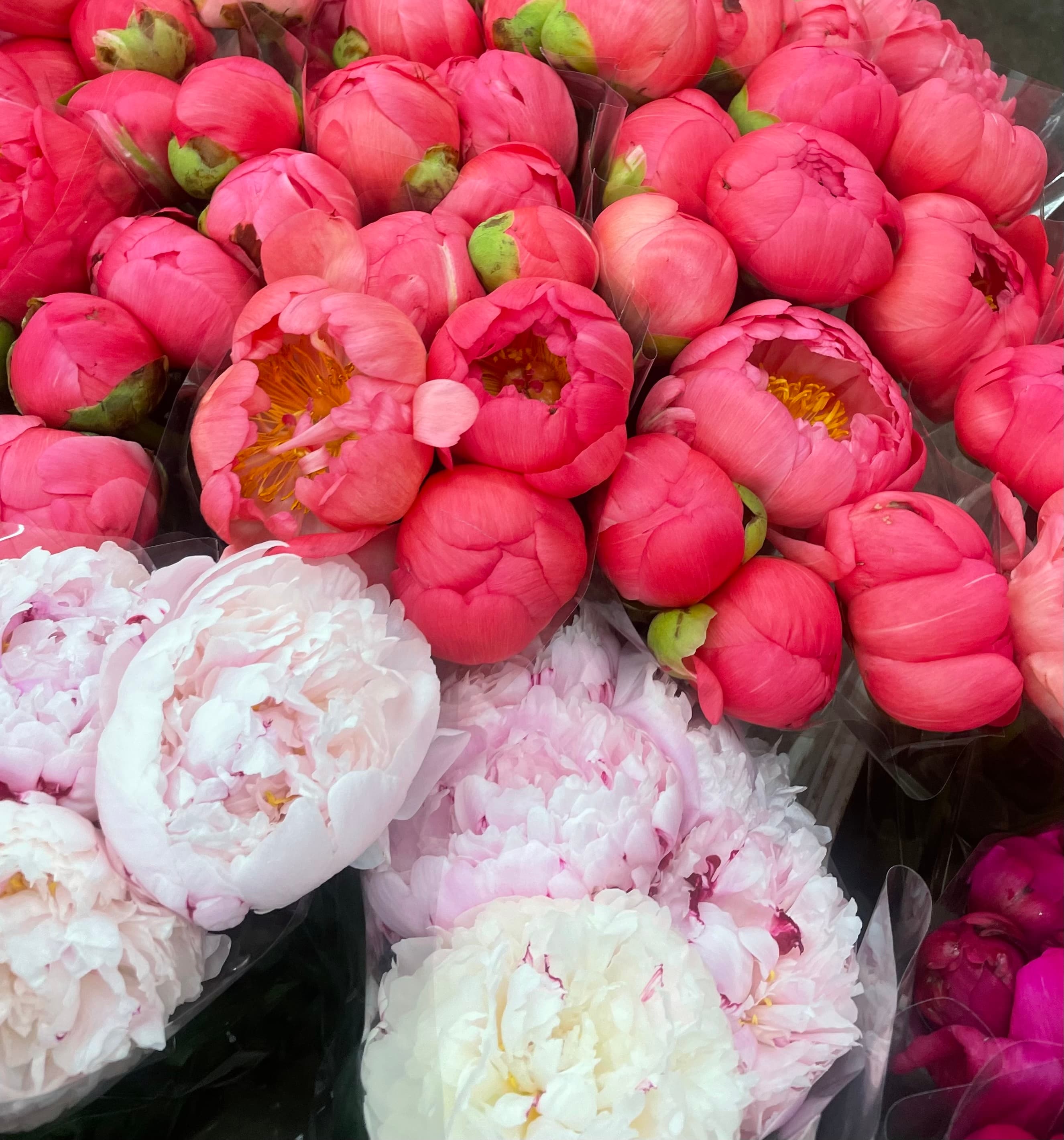 Peonies - Image 1