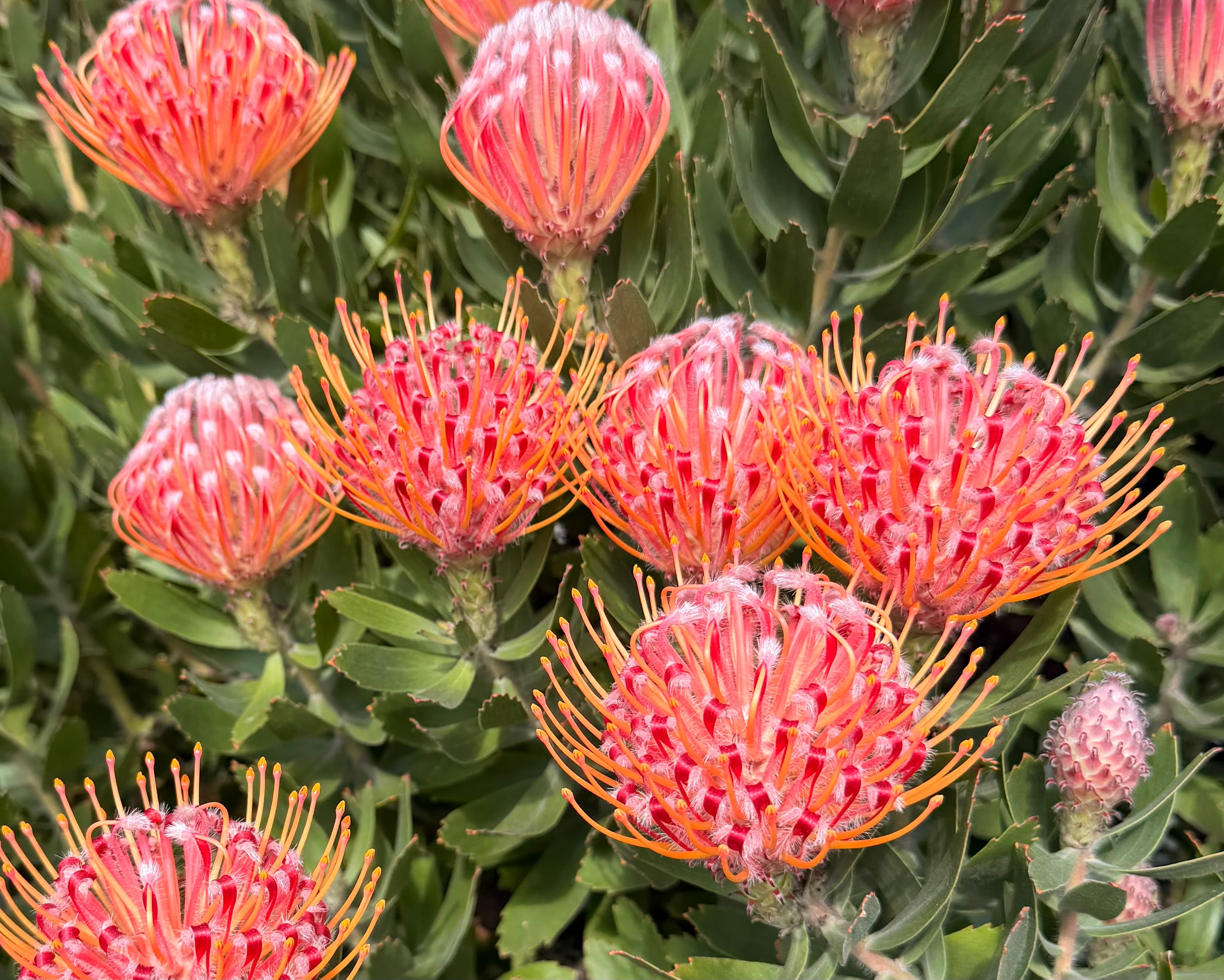 Pin Cushion - Image 1