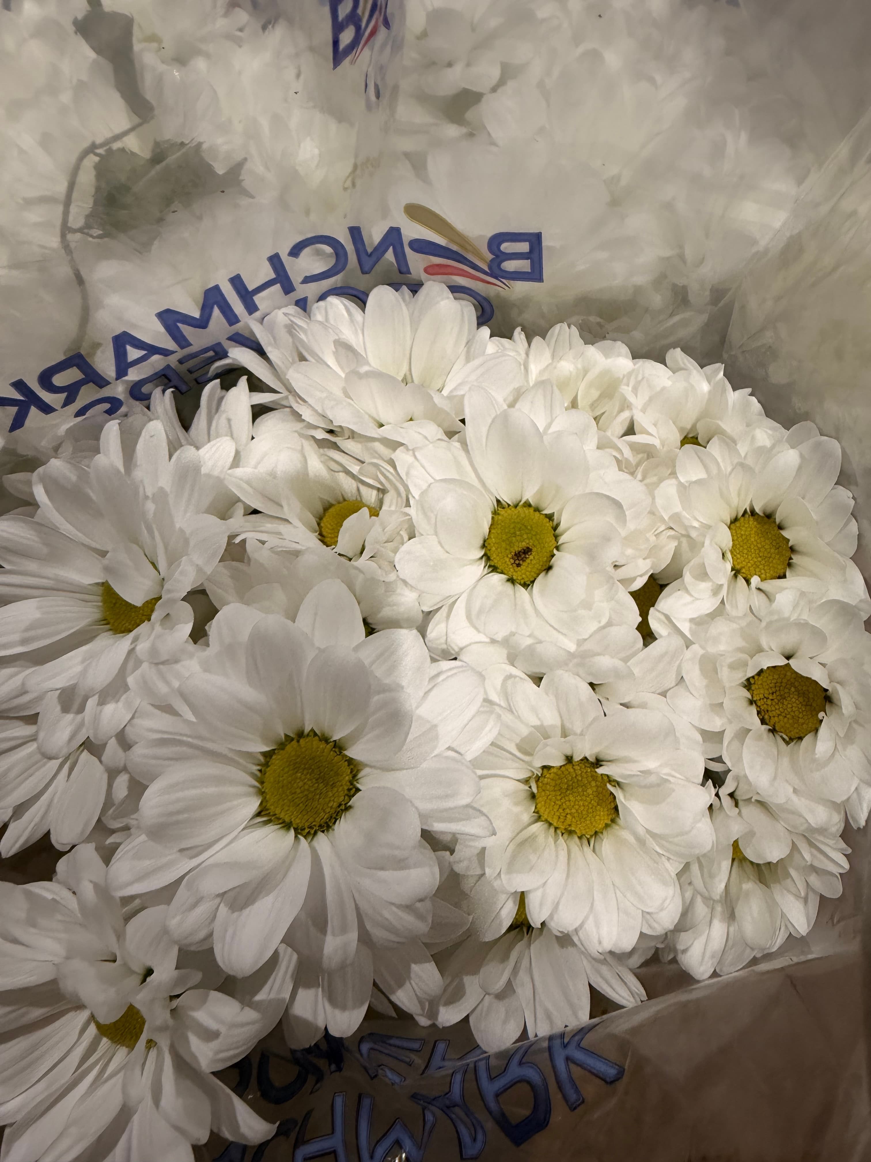 Pom Button, Cushion, Daisy - Image 1