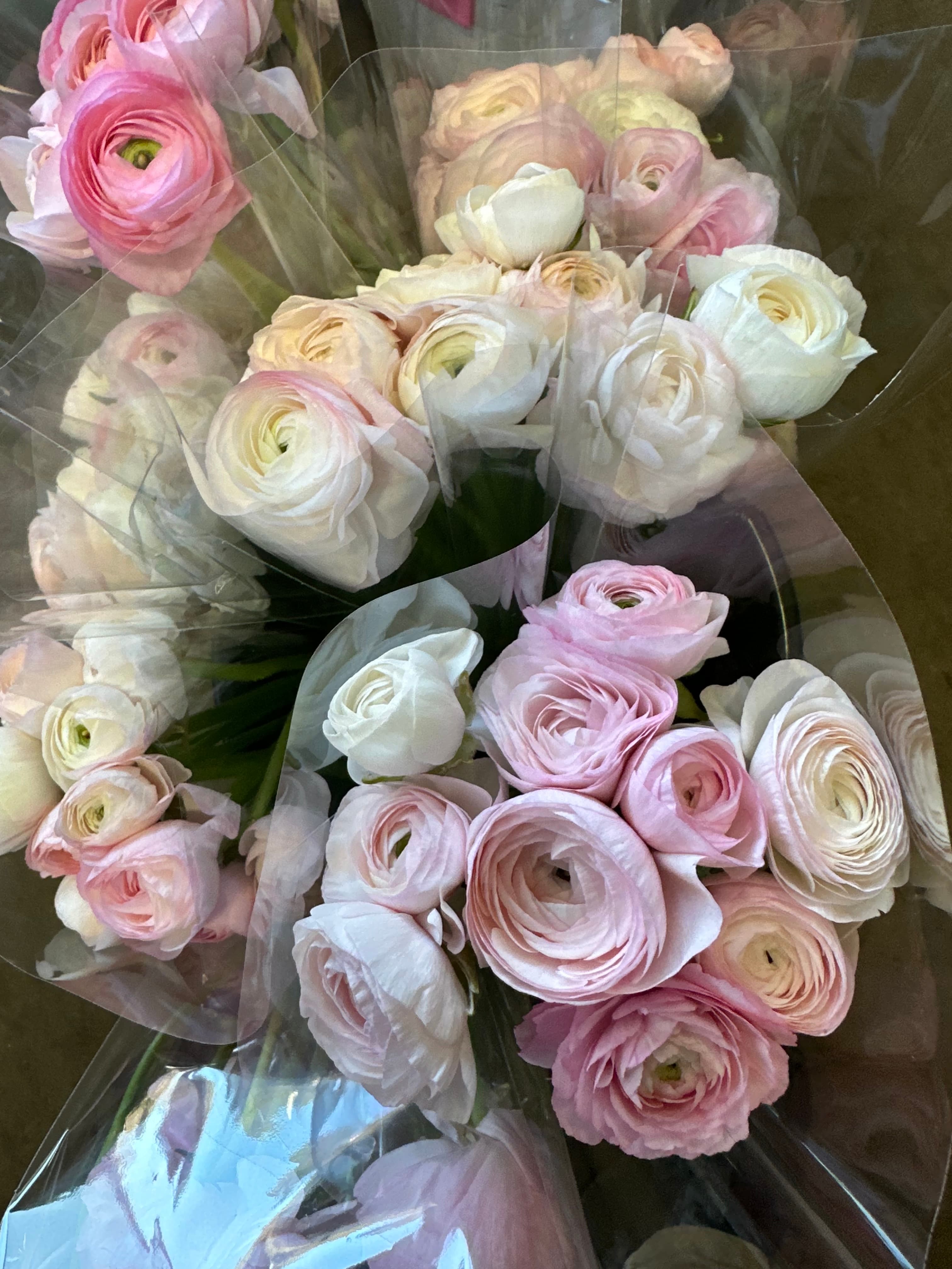 Ranunculus - Image 1