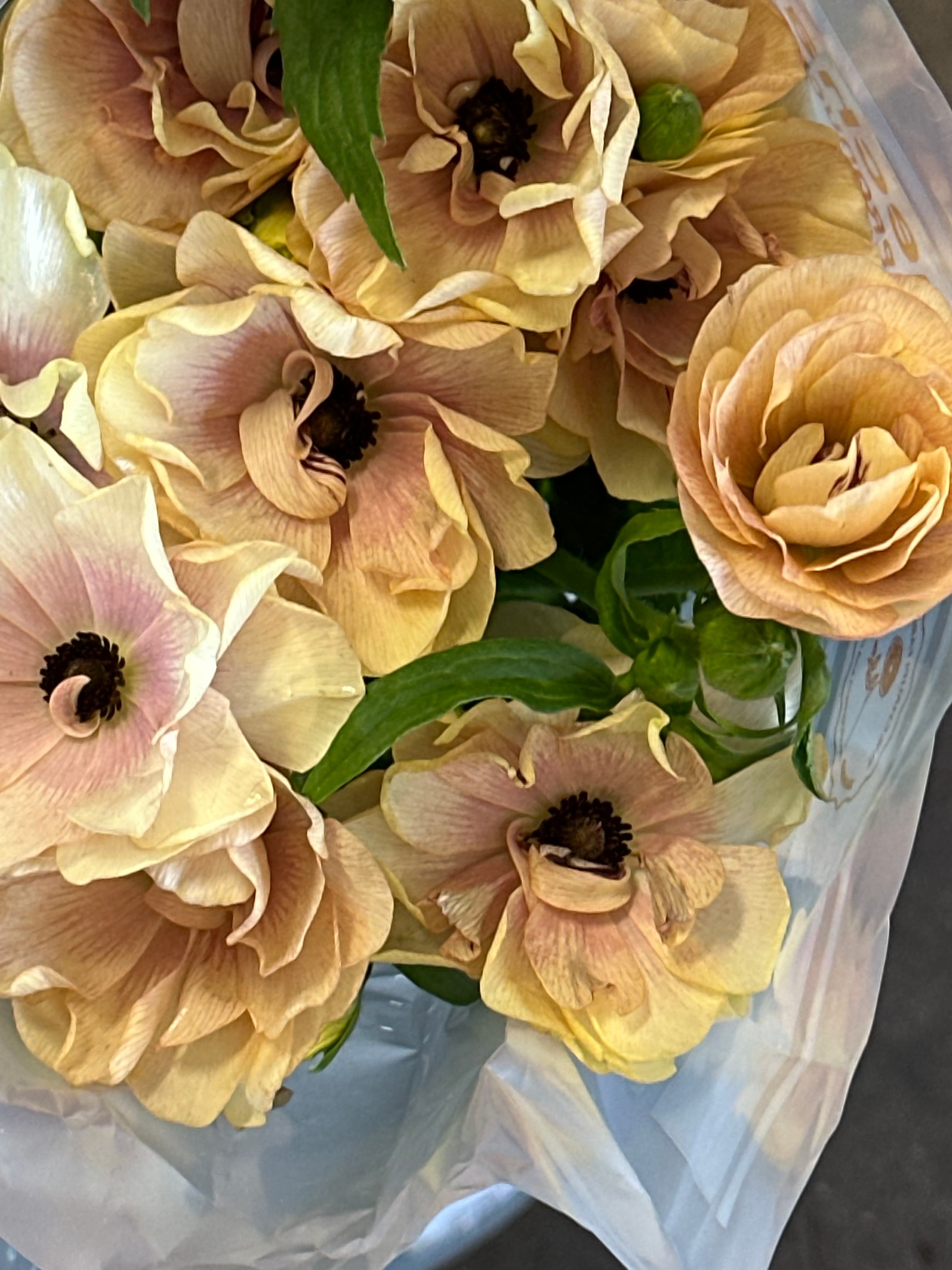 Ranunculus Butterfly - Image 1