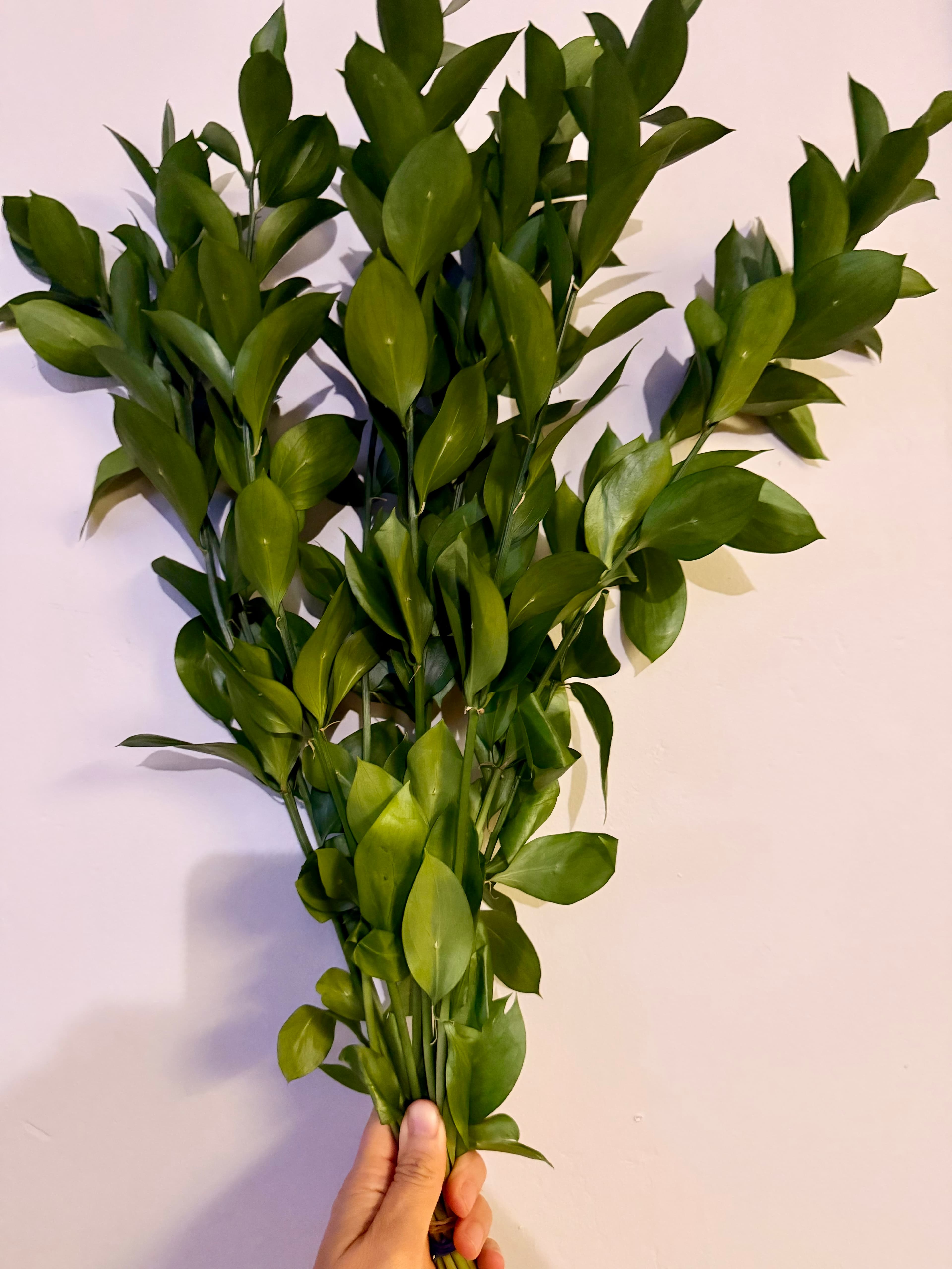 Ruscus Israeli