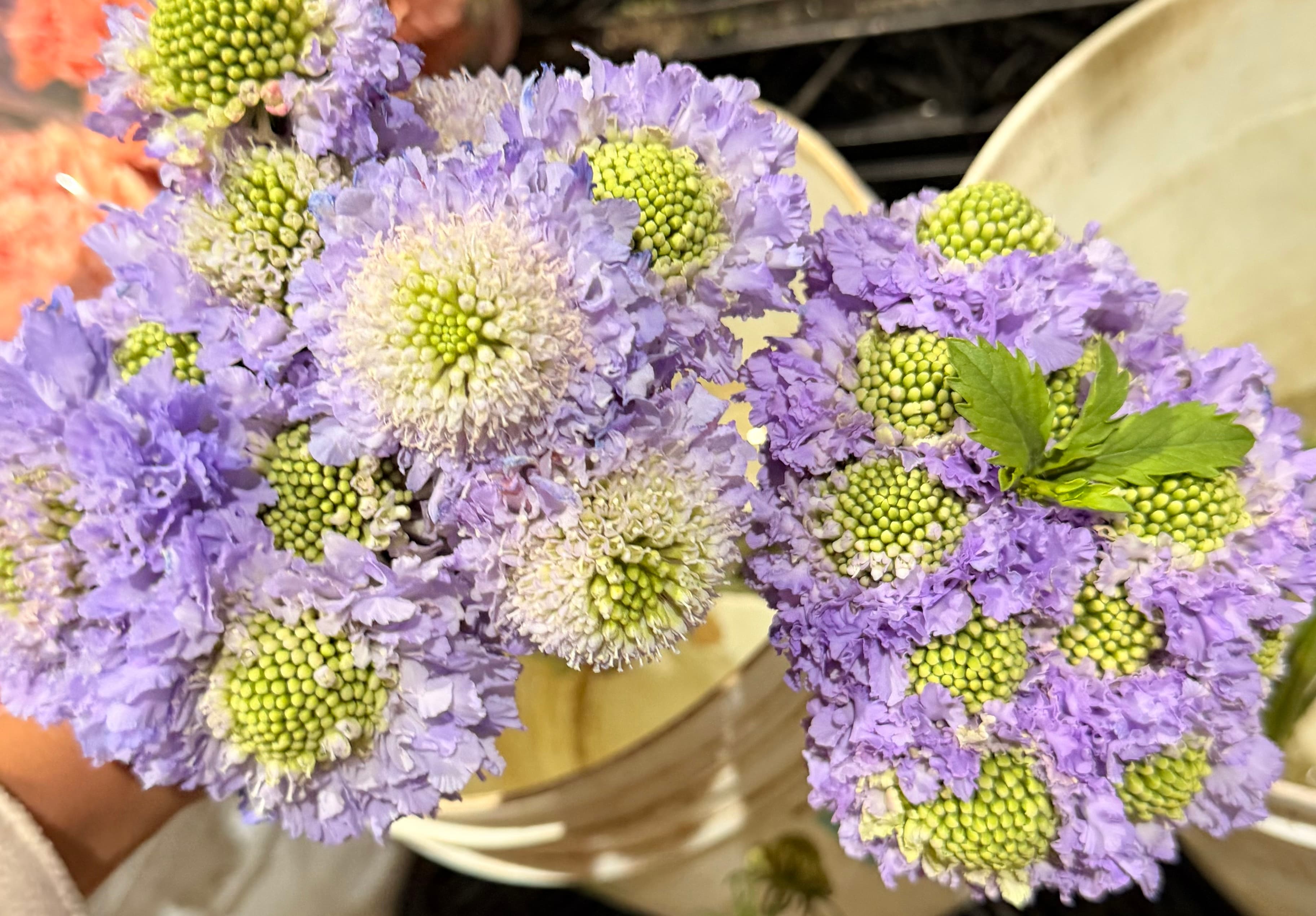 Scabiosa