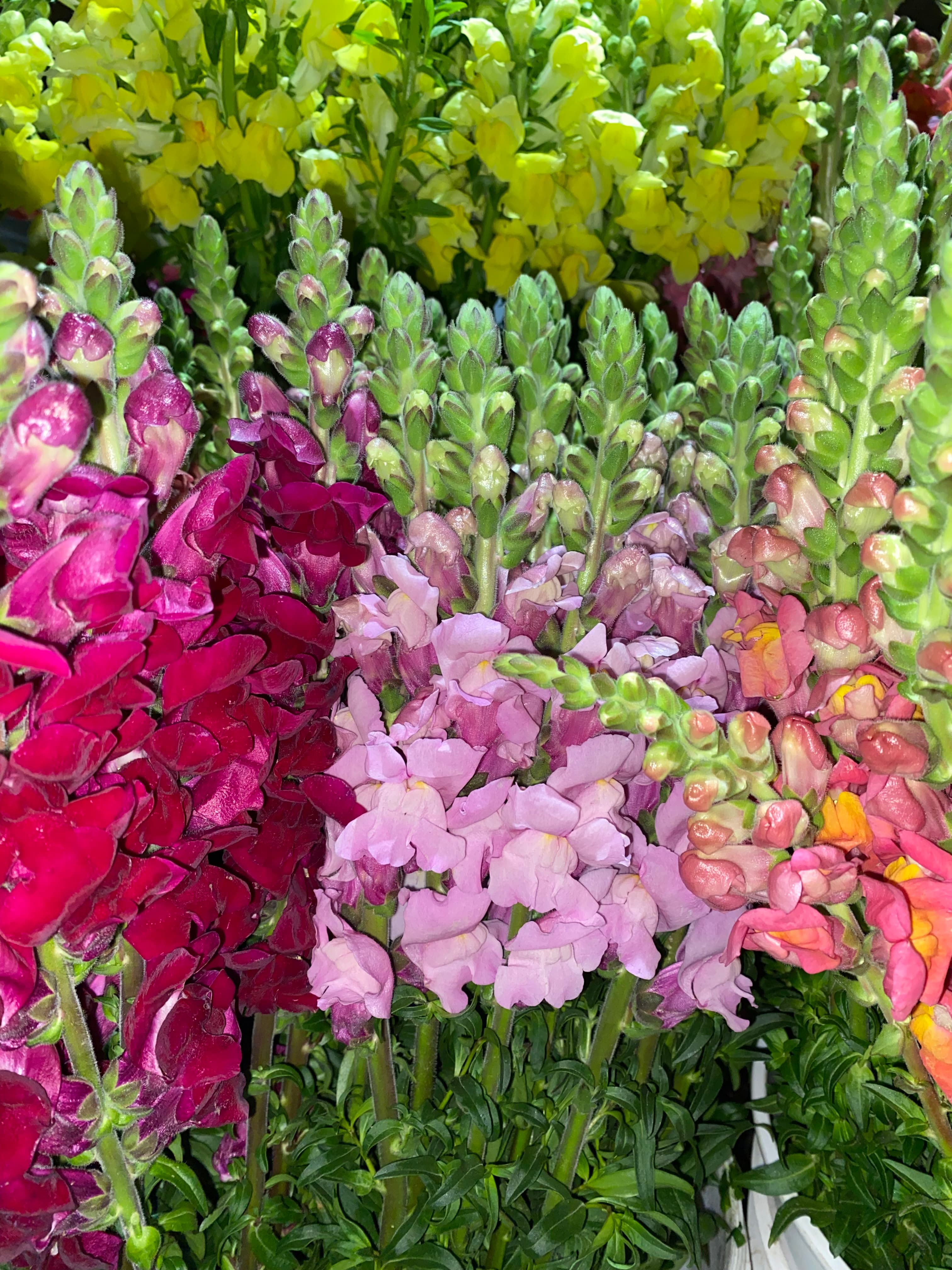 Snapdragon - Image 1