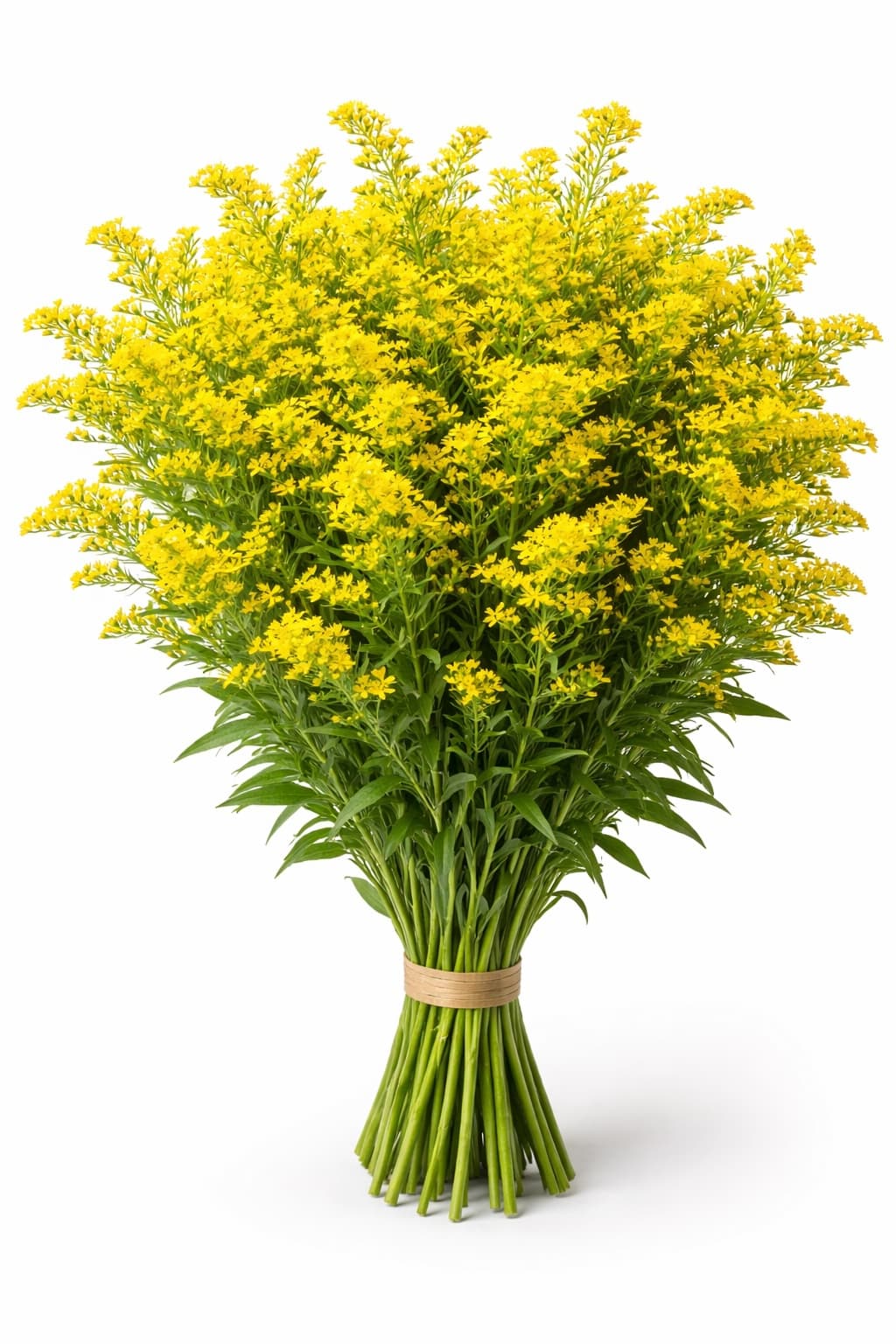 Solid Aster Golden Glory