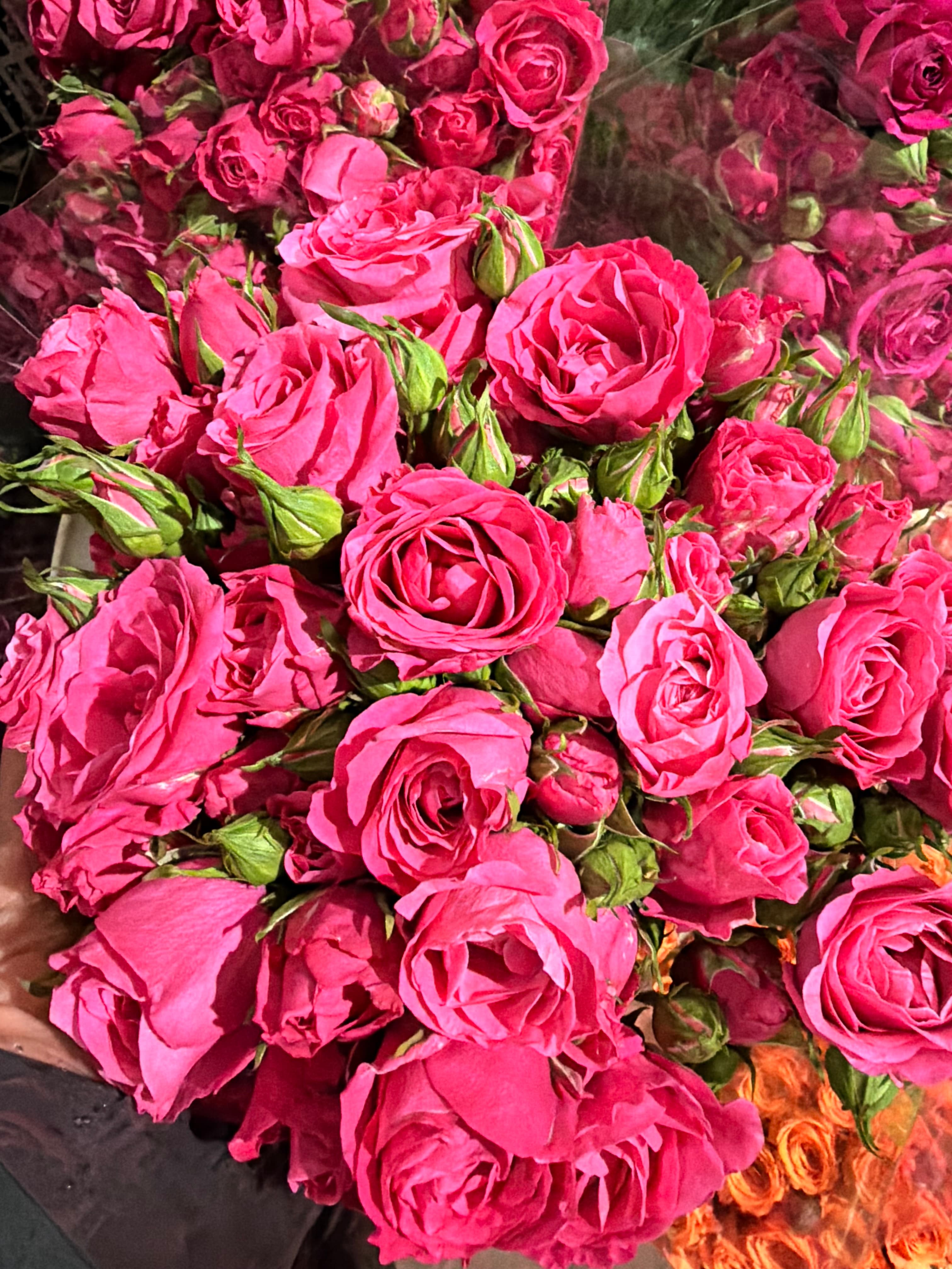 Spray Roses - Image 1