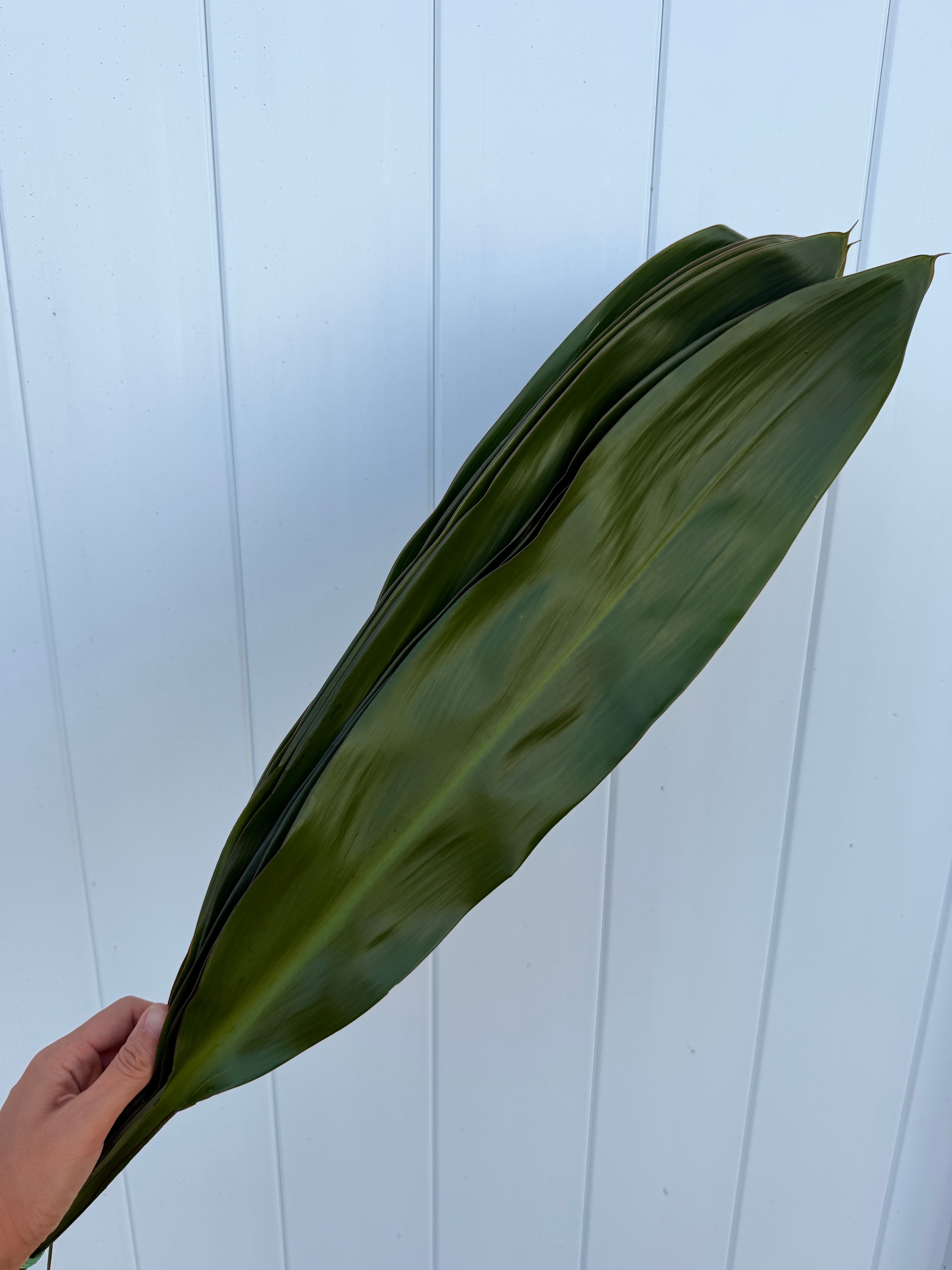 Ti Leaf Green - Image 1